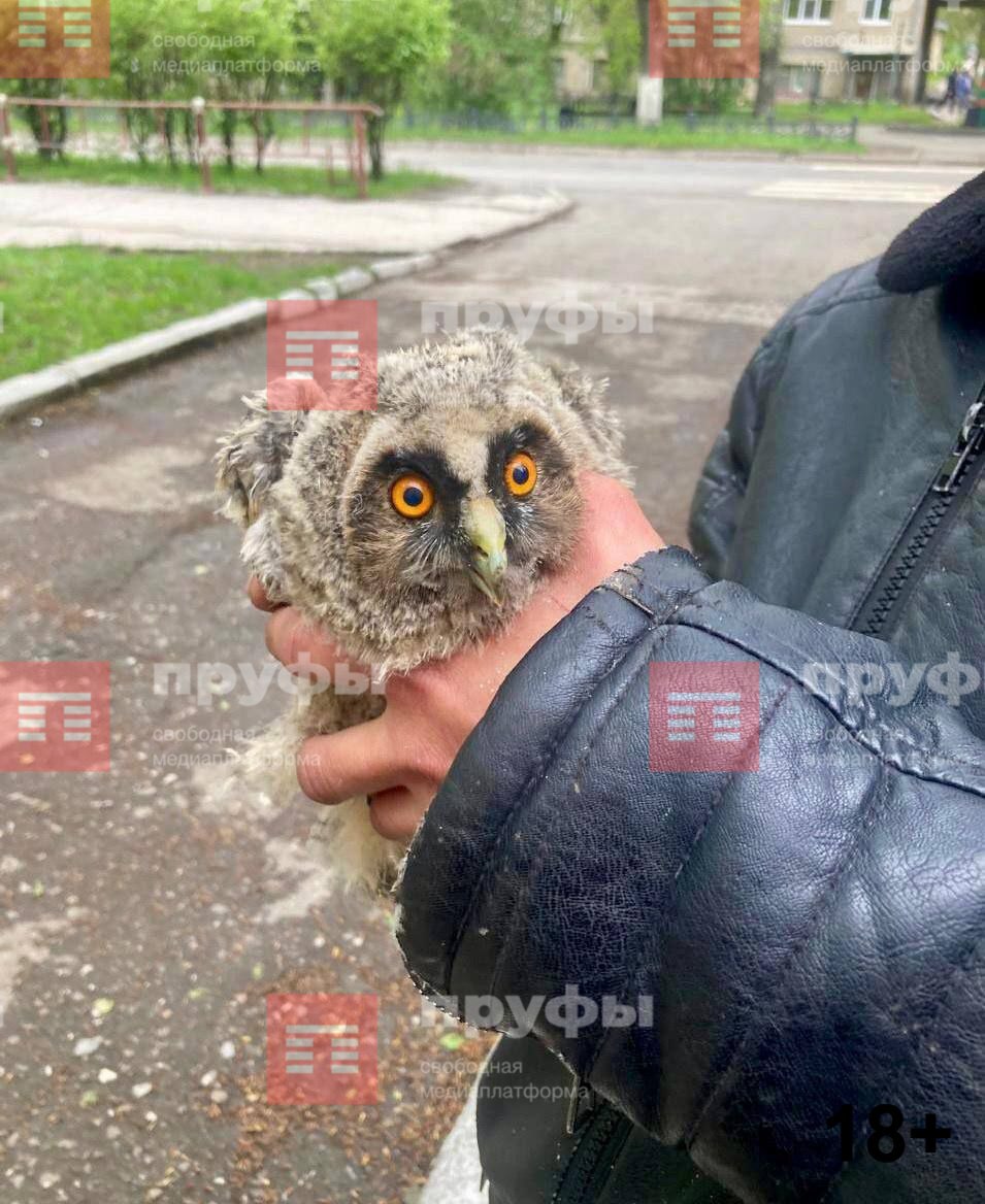 В парке в Башкирии подобрали совенка Неравнодушные жители Белорецка спасли совенка, найденного в сквере имени Блюхера. Горожане передали птицу в службу ЕДДС, откуда ее доставили к ветеринарам. После осмотра ветеринарами выяснилось, что птица здорова. Было принято решение отправить совенка на передержку в зоопарк Абзаково. Обратная связь Подписаться