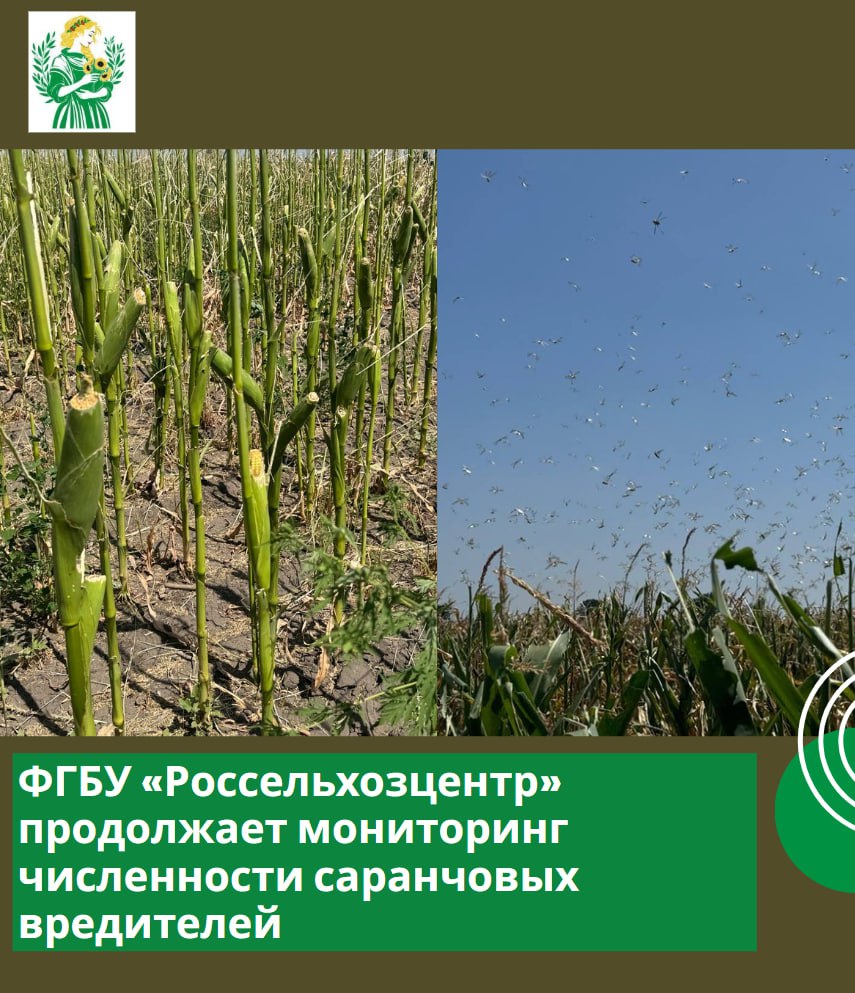 Мониторинг численности саранчи в регионе продолжается  Сотрудники филиала ФГБУ «Россельхозцентр» продолжают мониторинг численности саранчовых вредителей в Запорожской области. На сегодняшний день обследовано более 100 тыс. га сельхозугодий и прибрежных территорий.   В Васильевском и Каменско-Днепровском районах, вдоль Днепра, зафиксировано перемещение имаго  взрослых особей  азиатской перелётной саранчи. Отдельные группы также замечены в Степановке Первой, Кирилловке, Гирсовке, а также в районе Пришиба и Токмака.    Плотность заселения варьируется от 2 до 180 особей на кв. метр.    Сегодня эффективных методов борьбы со взрослой саранчой не существует. Поэтому уже сейчас важно: — организовать поиски яйцекладок; — подготовить запас биопестицидов и химических инсектицидов, разрешенных к применению.   Нам крайне важна ваша помощь: только совместными усилиями мы сможем оперативно реагировать на угрозу и защитить урожай региона.  Сообщить о местах скопления саранчи можно: — в Чат-бот Министерства; — по телефонам филиала ФГБУ «Россельхозцентр»: +7  990  227-98-73 +7  990  233-67-76  Министерство АПК и продовольственной политики Запорожской области