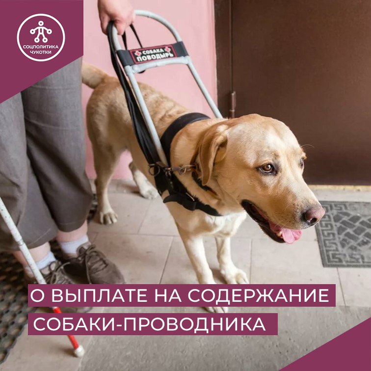 Жители Чукотки являющиеся инвалидами по зрению 1 группы могут воспользоваться мерой поддержки единовременной денежной выплатой на содержание собаки проводника Выплату могут получить граждане являющиеся инвалидами по зрению 1 группы имеющие собаку проводника как средство технической реабилитации включенное в индивидуальную программу реабилитации или абилитации инвалида Она производится ежегодно в беззаявительном порядке Сумма выплаты составляет 37832 52 рубля выплата подлежит индексации один раз в год с 1 февраля текущего года исходя из индекса роста потребительских цен за предыдущий год Выплата в таком же размере предоставляется Фондом пенсионного и социального страхования Российской Федерации Напомним что мера поддержки в виде единовременной денежной выплаты на содержание собаки проводника введена в сентябре 2024 года по поручению губернатора Владислава Кузнецова Подписывайтесь на канал Департамента социальной политики Чукотского АО в MAX