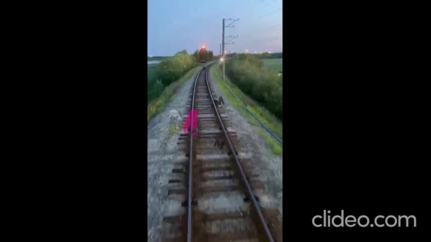 В Урале застрелен лебедь, местные жители требуют проверки