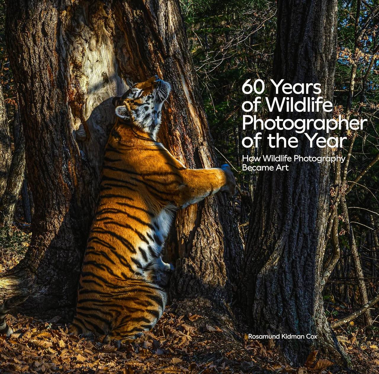 Тигр «Земли леопарда» попал на обложку книги самого престижного фотоконкурса    ⏺Лучший в мире снимок амурского тигра опубликован на обложке книги, выпущенной к 60-летию крупнейшего конкурса фотографии дикой природы – Wildlife Photographer of the Year английского Музея естественной истории.  ⏺Авторы выбрали для обложки кадр фотографа Сергея Горшкова, который с этим фото тигрицы завоевал престижный титул «Фотограф года в дикой природе» в 2020 году и получил гран-при конкурса. Снятый на «Земле леопарда» кадр сделал тигрицу звездой мирового масштаба.  ⏺Россия впервые стала победителем в этой номинации. На фото запечатлена тигрица под номером T 41F, обнимающая вековую пихту.  ⏺В книге представлено более 230 самых памятных и красивых фотографий дикой природы со всего мира за последние 60 лет.   ⏺Многие фотографии служат символами природоохранной деятельности, подчёркивая необходимость сохранения природного мира.    Здесь «Земля леопарда»