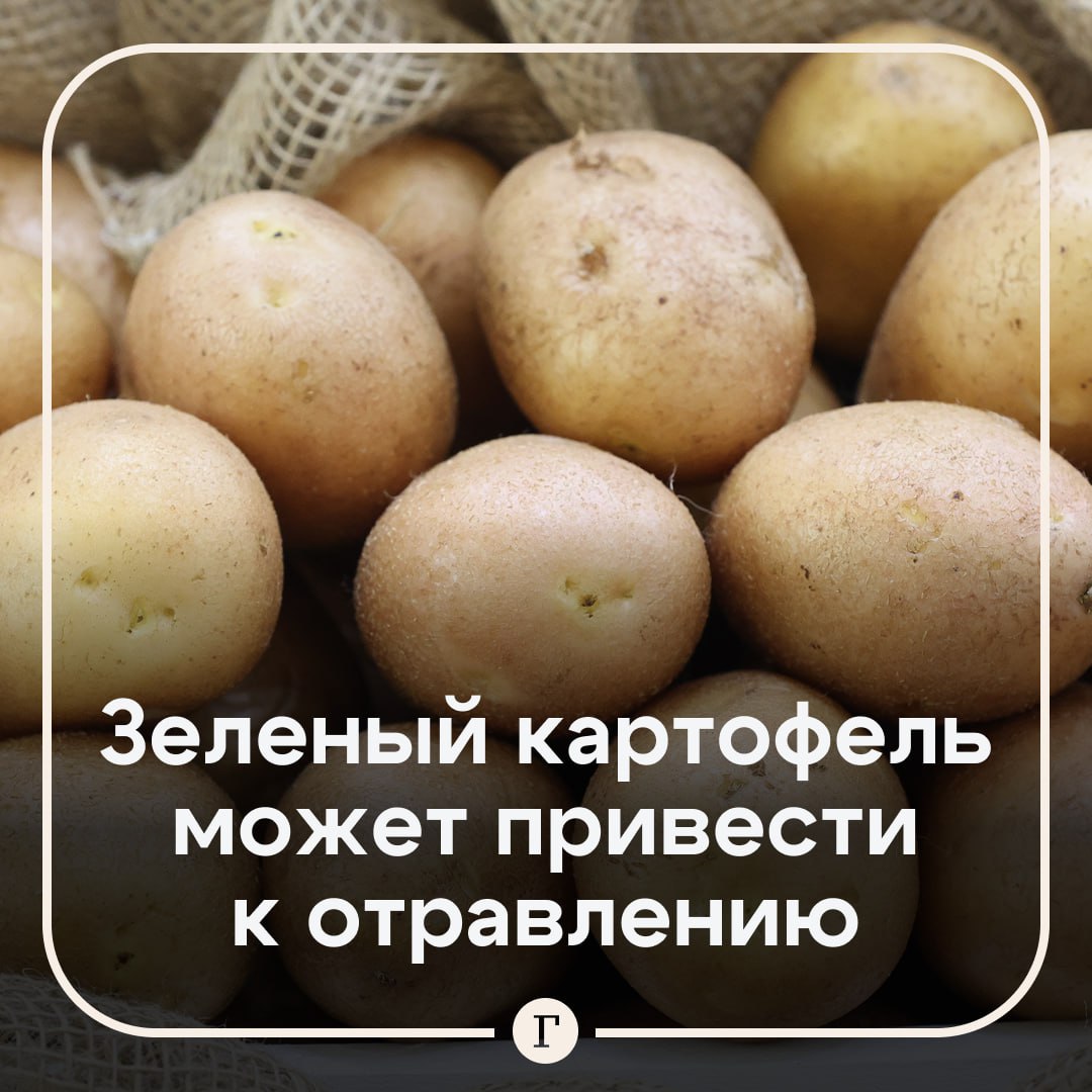 Употребление зеленого картофеля может быть опасно Под действием солнечного света и температуры хранения более 4 C содержание токсичного вещества в картофеле увеличивается в несколько раз рассказала Газете Ru доцент кафедры ветеринарно санитарной экспертизы и биологической безопасности РОСБИОТЕХа Полина Кулач Чем дольше клубни находятся на свету тем выше концентрация яда Даже 2 5 мг соланина на 1 кг веса тела могут вызвать отравление тошнота рвота боли в животе головокружение в тяжелых случаях галлюцинации и угнетение ЦНС В особо тяжелых случаях не исключены парезы параличи конечностей асфиксия остановка сердца Особенно опасен зеленый картофель для детей низкий вес тела и чувствительность к токсинам беременных риск врожденных патологий и людей с хроническими заболеваниями ЖКТ Кипячение и жарка разрушают лишь часть токсина поэтому опасность остается Как минимизировать риски отравления хранить картошку в темном прохладном месте слегка позеленевшие участки отрезать с кожурой и 1 2 см мякоти под ней клубни с обширным позеленением или ростками не употреблять в пищу выбирать сорта с низким содержанием соланина   Читайте Газету Ru в MAX Участвуйте в розыгрыше