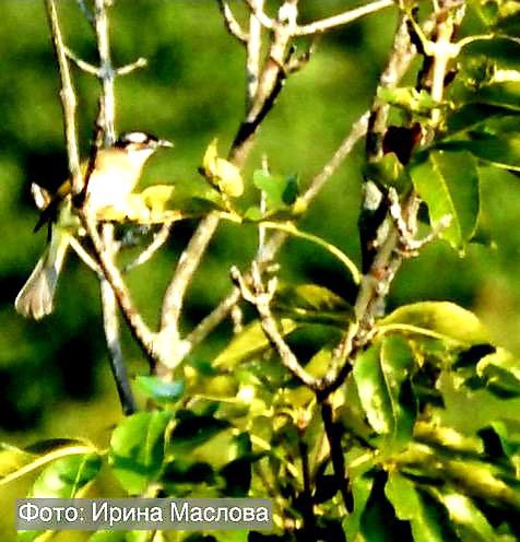 Птица китайский бюльбюль впервые обнаружена в Морском заповеднике Это первая встреча птицы на Земле леопарда в основном они обитают в центральных и восточных районах Китая Важное для науки открытие было сделано во время проведения полевых работ сотрудниками ФНЦ Биоразнообразия ДВО РАН Китайский бюльбюль вид воробьинообразных из семейства бюльбюлевых Появление в Приморье этой тропической птицы один из признаков климатических изменений на планете Не исключено что в будущем бюльбюль переедет в Россию насовсем Встреча была неожиданной мы собирались выходить на учёт змей и услышали незнакомое пение птиц доносилось оно с кроны деревьев С собой был фотоаппарат поэтому удалось снять незнакомый вид Такие птицы мне встретились впервые Я отправила данные научному сотруднику Тихоокеанского института географии ДВО РАН Юрию Глущенко которой подтвердил мою догадку это залётный вид ранее не фиксировавшийся на Земле леопарда говорит Ирина Маслова старший научный сотрудник ДВО РАН