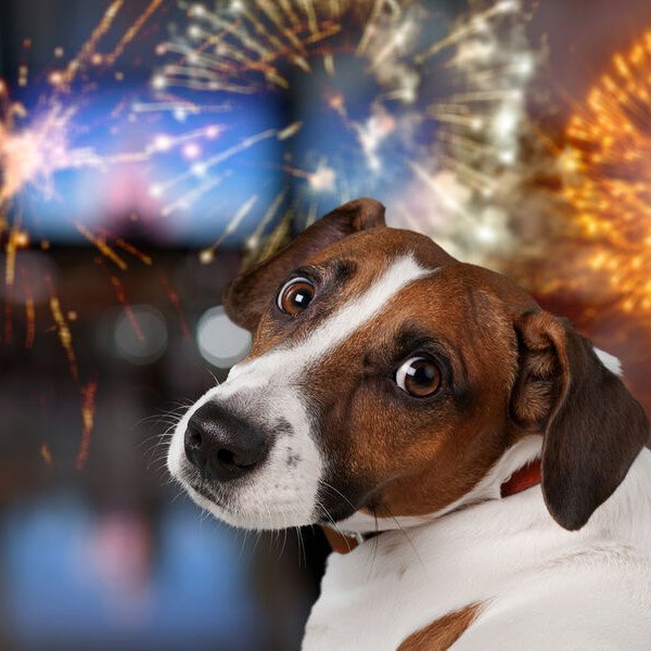 Иркутская область среди регионов лидирующих по потерям домашних животных в новогодние праздники По данным Всероссийской системы защиты питомцев Pet911 на прошлый Новый год пропала 81 домашняя собака и 29 кошек Больше собак потерялось только в Красноярском крае 111 а также 59 кошек Всего же в новогодние каникулы 2024 2025 года в России потерялось 6740 животных 4281 собака и 2459 кошек Прогноз на праздничный сезон 2025 2026 года неутешителен ожидается рост числа потерь на семь процентов что составит более 7200 животных Главная причина массовых побегов домашних питомцев в новогодний период фейерверки и петарды Громкие звуки вызывают у животных сильнейший стресс панику и инстинктивное желание спрятаться или убежать Многие собаки срываются с поводка во время прогулки выбегают из незакрытых дверей или даже выпрыгивают из окон