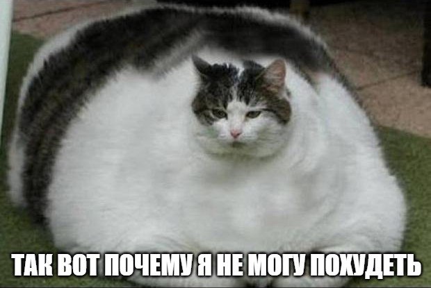Время года, в которое вы родились, влияет на полноту Да, это не шутка. Согласно исследованию Высшей школы медицины Университета Тохоку в Японии, рождённые в сентябре, октябре и ноябре с большей долей вероятности будут иметь меньше жира по сравнению с теми, кто родился в апреле и мае. На полноту влияет не только образ жизни, но и время зачатия, считают исследователи. Если беременность наступила в холодное время года, то у ребёнка будет наблюдаться более высокая активность бурой жировой ткани – именно её организм сжигает для выработки тепла. В результате человек будет худее, пишет Daily Mail. С теми, кого зачали в тёплое время года, обратная ситуация. Подпишитесь на «Абзац» Добавьте «Абзац» в ленту «Дзена»