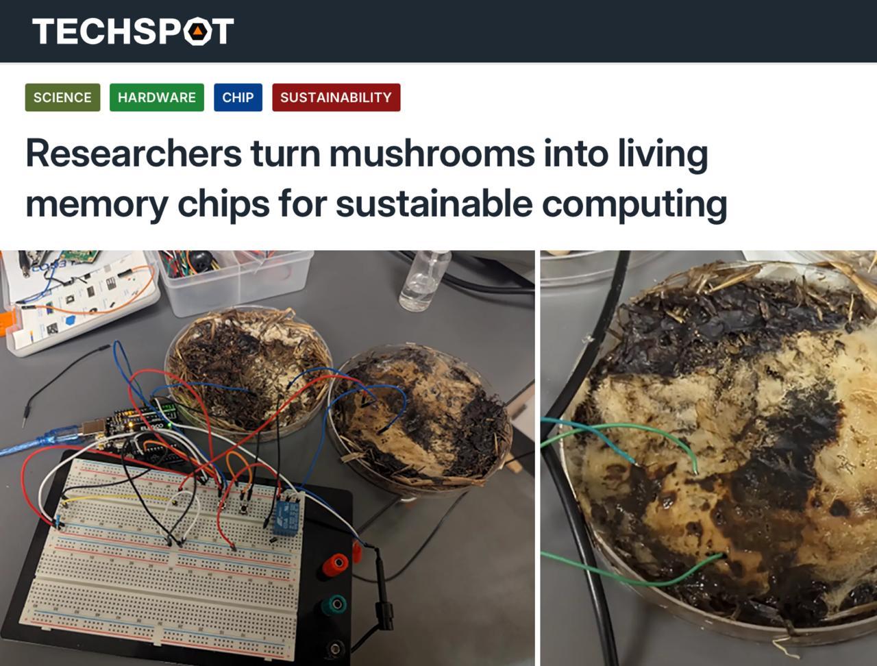 Учёные из Огайо превратили грибы шампиньоны и шиитаке в живые микросхемы способные обрабатывать до 5 850 сигналов в секунду и запоминать их с точностью 90 Такие грибные чипы не требуют редких металлов потребляют мало энергии и полностью разлагаются в природе Исследователи использовали мицелий для создания мемристоров устройств сохраняющих память о электрической активности что может стать основой для экологичных вычислительных систем Эти органические микросхемы потенциально могут заменить традиционные в низкоэнергетичных и специализированных приложениях от носимых гаджетов до космических сенсоров хотя пока они уступают по скорости и надёжности кремниевым чипам