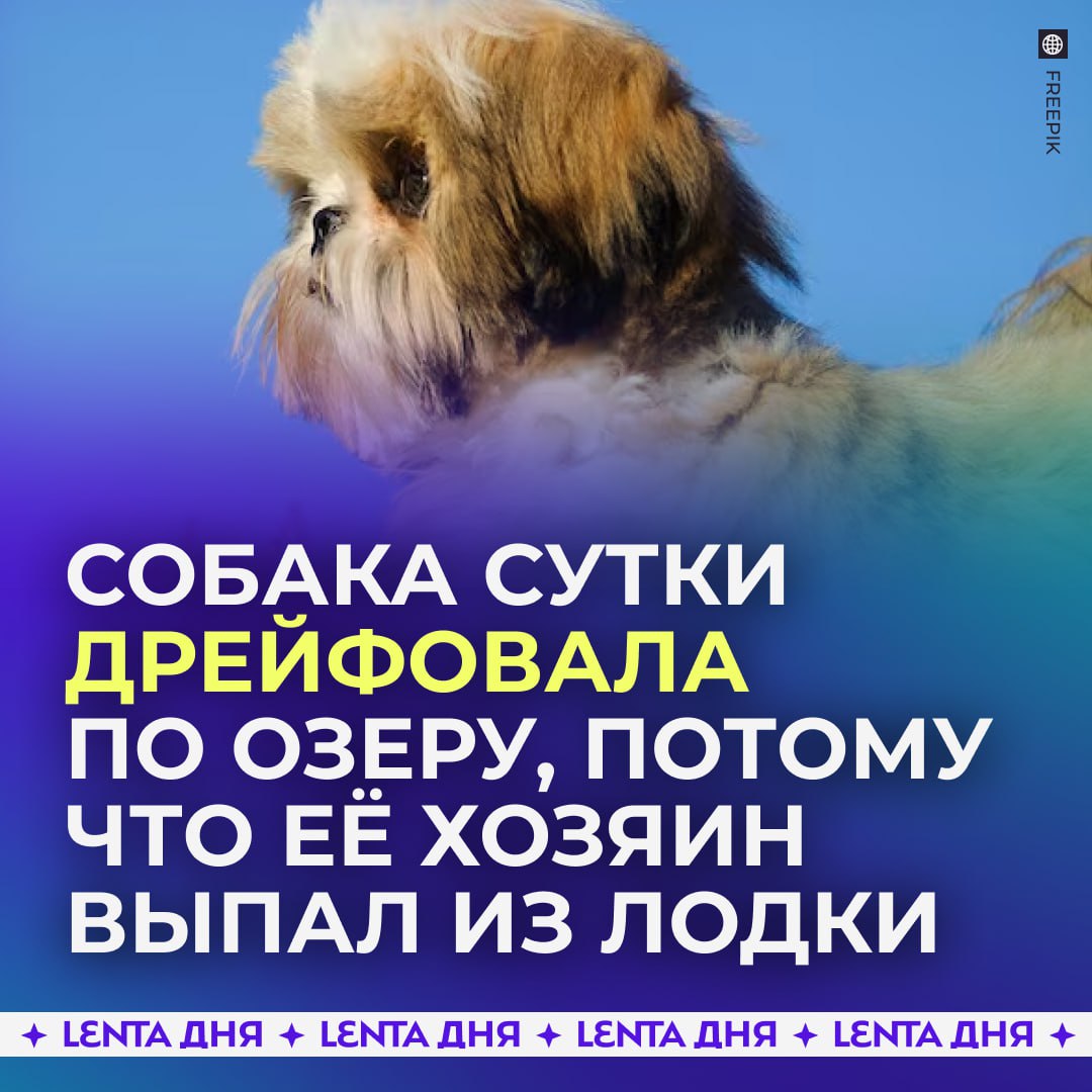 Кучерявый пёсель сутки дрейфовал на лодке совсем один Компания друзей отправилась на отдых на озеро в Бурятии С ними была собачка Лесси И вот её хозяин решил покидать спиннинг сел с собакой на лодку и отплыл от берега А когда возвращался не справился с управлением и выпал за борт Так Лесси совсем одна на лодке с полным баком уплыла в неизвестном направлении Туристы разыскивали её до поздней ночи но тщетно В итоге они выехали домой без неё так как больше не могли оставаться на озере А спустя сутки с ними связался пенсионер Лесси нашлась Дедушка увидел причалившую к берегу лодку подошёл посмотреть а внутри здоровая и невредимая сидела Лесси Забавно что лодка в итоге нашлась в совершенно противоположном направлении от того куда двигалась изначально Но благо всё закончилось хорошо А у Лесси теперь впечатлений хватит на всю её собачью жизнь Подпишись на Ленту дня Участвуй в розыгрыше