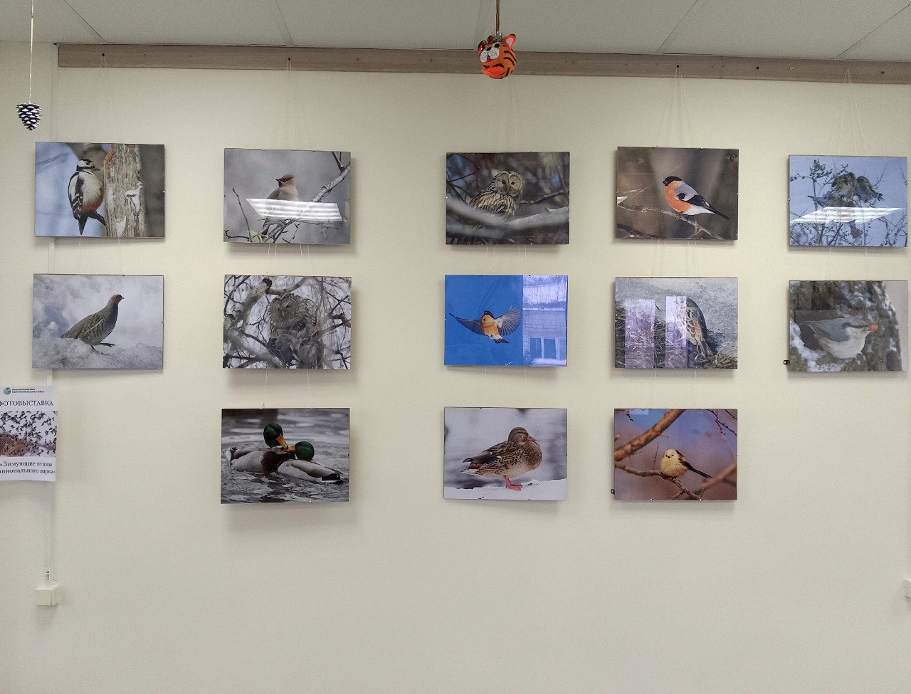 15 января в России отмечается День зимующих птиц всероссийский экологический праздник который направлен на привлечение внимания к важности заботы о птицах остающихся зимовать в нашем регионе Этот день напоминает нам о том как важно поддерживать и охранять пернатых друзей в холодное время года В честь этого события в визит центре нашего национального парка открыта фотовыставка Зимующие птицы На выставке представлены удивительные фотографии зимующих птиц которые можно встретить на территории парка Выставка предлагает уникальную возможность увидеть этих прекрасных созданий и узнать больше о их жизни в зимний период Мы приглашаем всех желающих посетить нашу фотовыставку насладиться красотой зимующей природы и узнать больше о том как мы можем помочь птицам в это непростое время Ждём вас в визит центре национального парка чтобы вместе отпраздновать этот замечательный день и поделиться любовью к природе