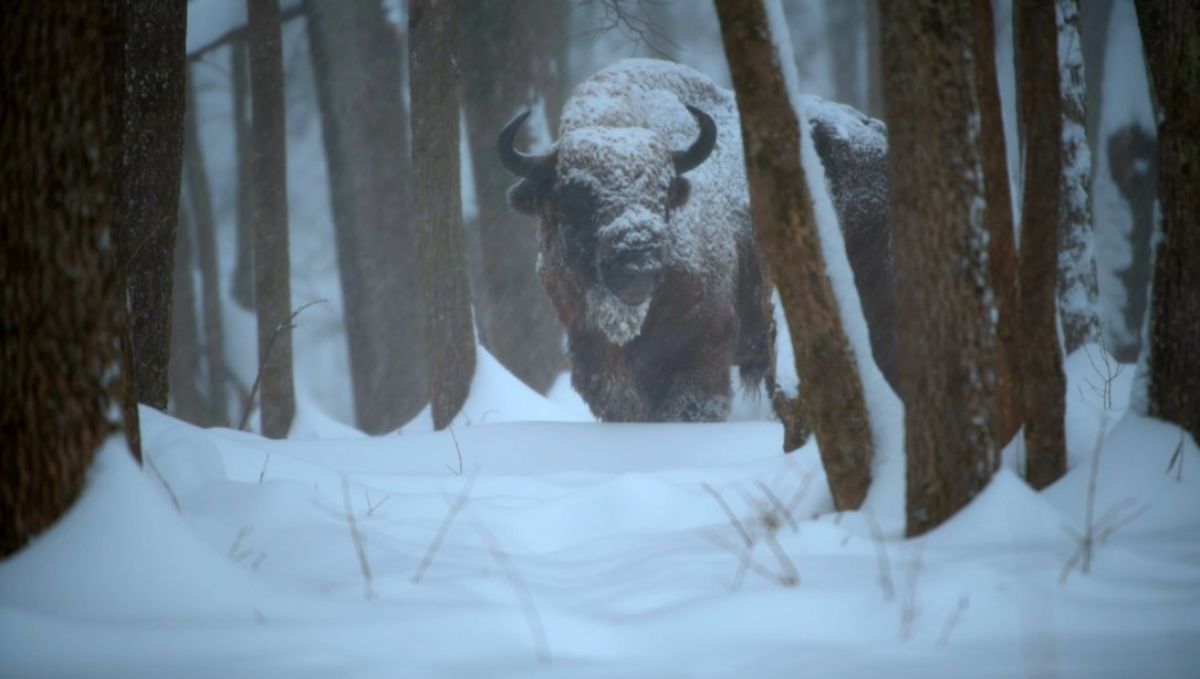 Вековая печаль неподалеку от Тулы в фотоловушки попал задумчивый снежный зубр   newstula ru fn 1788726 html В Калужской области фотоловушки сняли снежного зубра Падающие хлопья снега лишь придали древнему питомцу первобытной загадочности   Прислать новость Подписаться   Мы в MAX