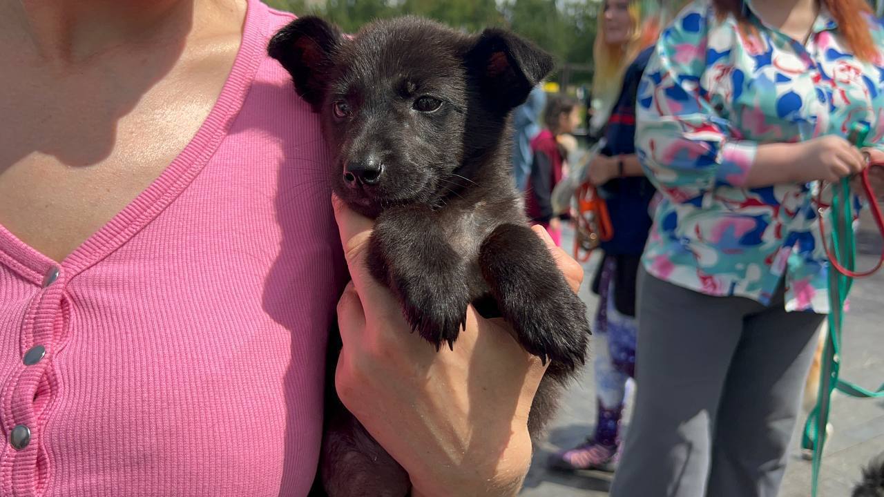 Следующую акцию помощи бездомным животным «Ищу человека» впервые проведут в Затоне Об этом сообщил глава Ленинского района Олег Котов. По словам чиновника, мероприятие состоится 16 августа в парке «Волна». Напомним, что во время акции ветеринары бесплатно проводят прием для четвероногих и ставят прививки от бешенства. Желающие могут принести корм для бездомных пушистиков или забрать кого-то из них к себе домой. Начало в 13:00. utv.ru