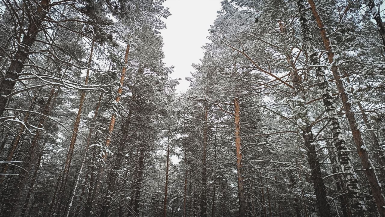 МТС обеспечила связью самый опасный горный участок на трассе Уфа Белорецк МТС первой из операторов покрыла сетью один из самых опасных горных участков в Башкортостане Новая базовая станция установленная на перевале Зильмердак обеспечивает устойчивое покрытие на близлежащем сложном дорожном повороте Тёщин язык с изгибом почти на 180 на трассе Уфа Инзер Телеком оборудование гарантирует надёжную связь для участников дорожного движения способствуя повышению безопасности поездок С начала этого года МТС реализует масштабный проект по обеспечению связью трассы Уфа Инзер Белорецк