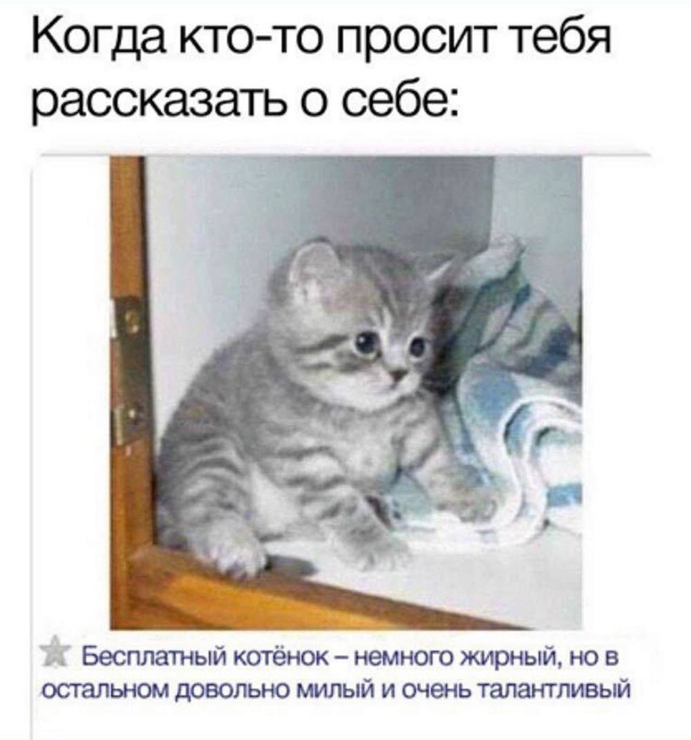 Мемы с котятами, фото с едой и смешные видео могут сохранить дружбу и отношения, выяснили ученые. Дело в том, что обмен таким контентом усиливает связь между людьми.