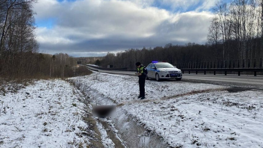 На трассе под Ачинском водитель грузовика сбил медведя  Все произошло в районе посёлка Тарутино. 56-летний мужчина на грузовой машине сбил животное, потом доехал до ближайшей заправки и сообщил в полицию.  Сотрудники осмотрели тушу. У медведя не было передних лап, а тело практически разрубило на две части. Сейчас в МВД проводят проверку.  Фото: