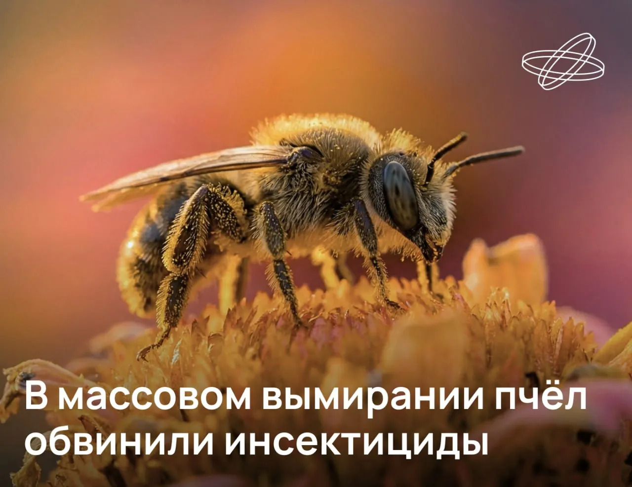 Пчёлы Anthophila важные опылители дикоросов и сельскохозяйственных культур встречающиеся по всей Земле кроме Антарктиды Сегодня эти полезные насекомые исчезают в восемь раз быстрее чем другие животные подсчитали эксперты ООН Главной причиной этого вымирания отечественные экологи называют нарушения правил применения ядохимикатов аграриями Особо опасны неоникотиноиды крошечные дозы которых подавляют работу нервной и иммунной систем пчёл Ситуация в Красноярском крае где за последние пять лет погибли десятки миллионов пчёл крайне тревожна и отражает общемировой кризис Подобная ситуация наблюдалась в Новосибирской области и в десятках других регионов России Причины гибели пчёл очень схожи гонка за прибылью нарушения регламента обработок полей ядохимикатами пренебрежение законами и безопасностью сообщил директор Института экологии и географии СФУ Руслан Шарафутдинов Подписывайтесь на Наука рф в MAX Десятилетиенауки