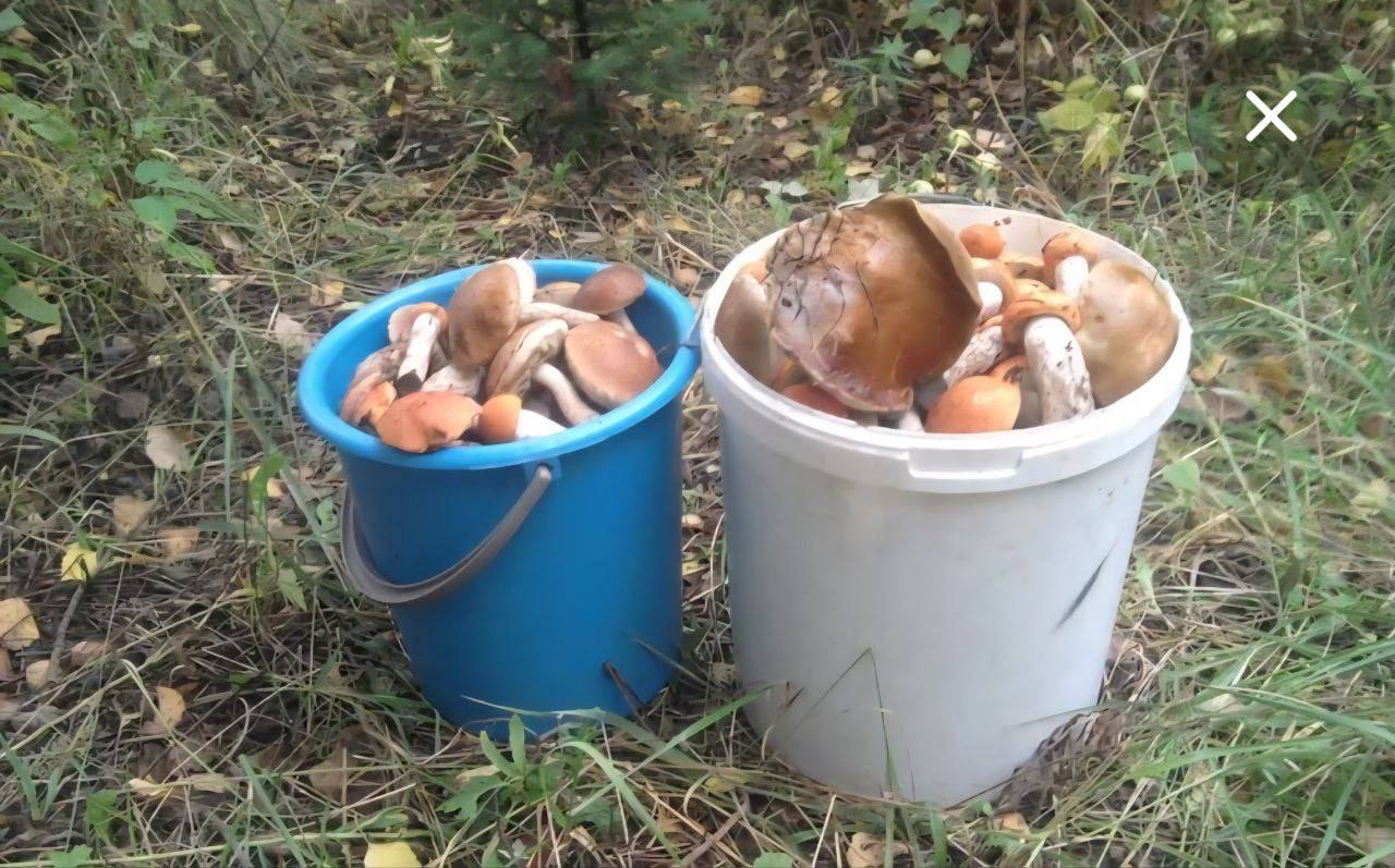 В Лискинском районе полицейские спасли двух заблудившихся в лесу грибников.  Две женщины отправились за маслятами, но заблудились. Одна из них смогла поймать сигнал сотовой связи, взобравшись на дерево, и сообщила о случившемся.  Полицейские оперативно прибыли на место и нашли потерявшихся, которые уже готовились к ночёвке.   Фото: Полиция Воронежской области     Подписаться Типичный Воронеж