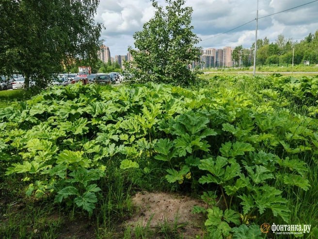 Борщевик Сосновского перестал быть проблемой чисто дач и прогулок на природе — теперь опасный сорняк начал захватывать мегаполисы. Так, в Выборгском районе Санкт-Петербурга выросла целая плантация растения, и это не первый случай его появления в крупном городе. Очевидность проблемы превращает ее в хороший повод для применения нового закона о конфискации запущенных участков, считают эксперты. По их мнению, в качестве основания для первых изъятий будут использовать именно заросли борщевика Сосновского, поэтому владельцам стоит особенно внимательно следить за его наличием на участке.