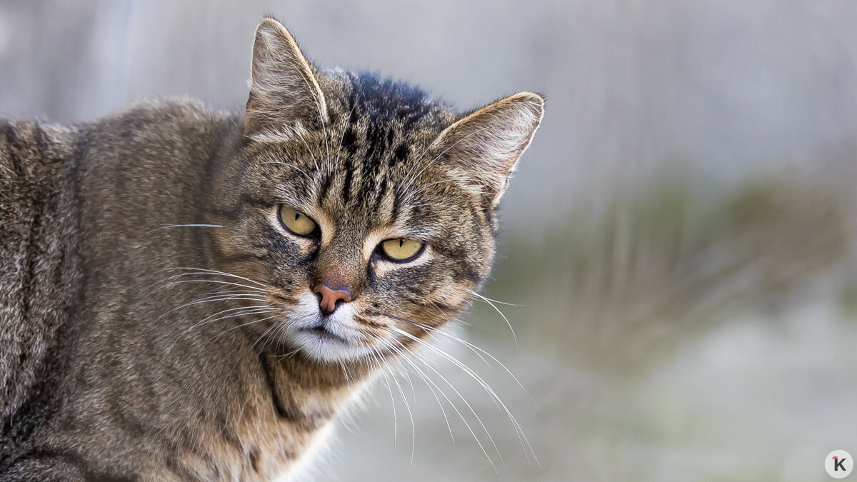 На Украине возмутились русскоязычной рекламой кошачьего корма На Украине возмутились рекламой кошачьего корма с якобы русскоязычным слоганом Об этом в воскресенье 16 ноября сообщает ТАСС Во Львове местный журналист написал авторскую колонку в которой высказал своё мнение о рекламе размещённой на общественном транспорте По Львову ездят трамваи с рекламой такого содержания Первое слово моего кота Мяу Даже неинтересно что именно таким образом рекламируют интересно что украинские коты никогда не говорят Мяу только Няв то есть не мяукают а нявкают отметил журналист Автор подчеркнул низкий интеллектуальный уровень авторов рекламного слогана На эту ситуацию уже отреагировал депутат Верховной рады Украины Максим Бужанский Вижу дело плавно идет к появлению кото языковых уполномоченных Возможно нужно поразить в правах мяукающих котов в пользу нявкающих вывести научную формулу благонадежности владельца в зависимости от поведения кота написал он в своём телеграм канале