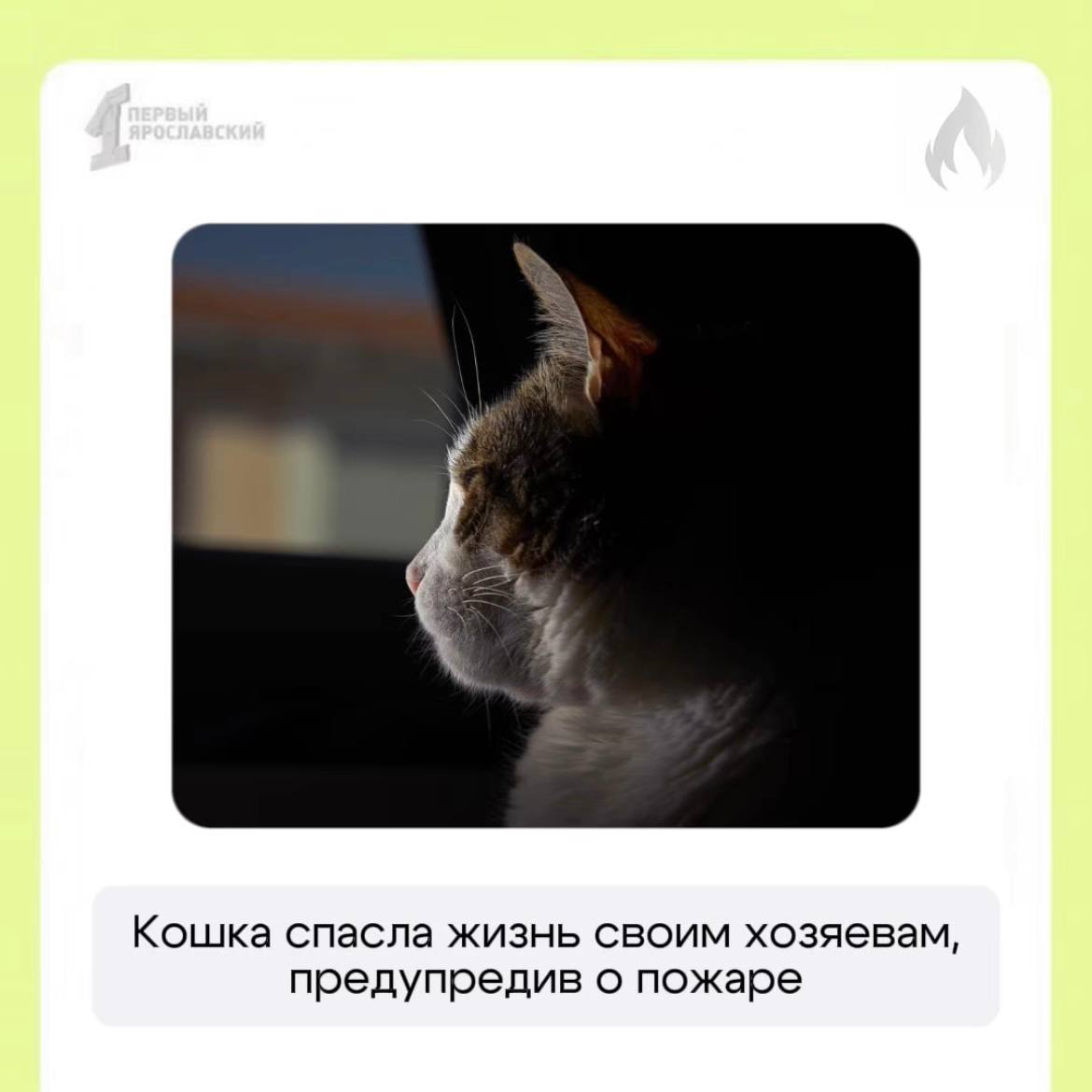 ЧП случилось в поселке Приамурском Еврейской АО  Семейная пара крепко спала, в то время как в доме произошло возгорание. Каким-то чудом они услышали громкое мяуканье своего хвостатого питомца. Быстро взяв документы, они сразу выбежали на улицу.  К сожалению, пушистого спасителя до сих пор не могут найти    Подписаться   Прислать новость