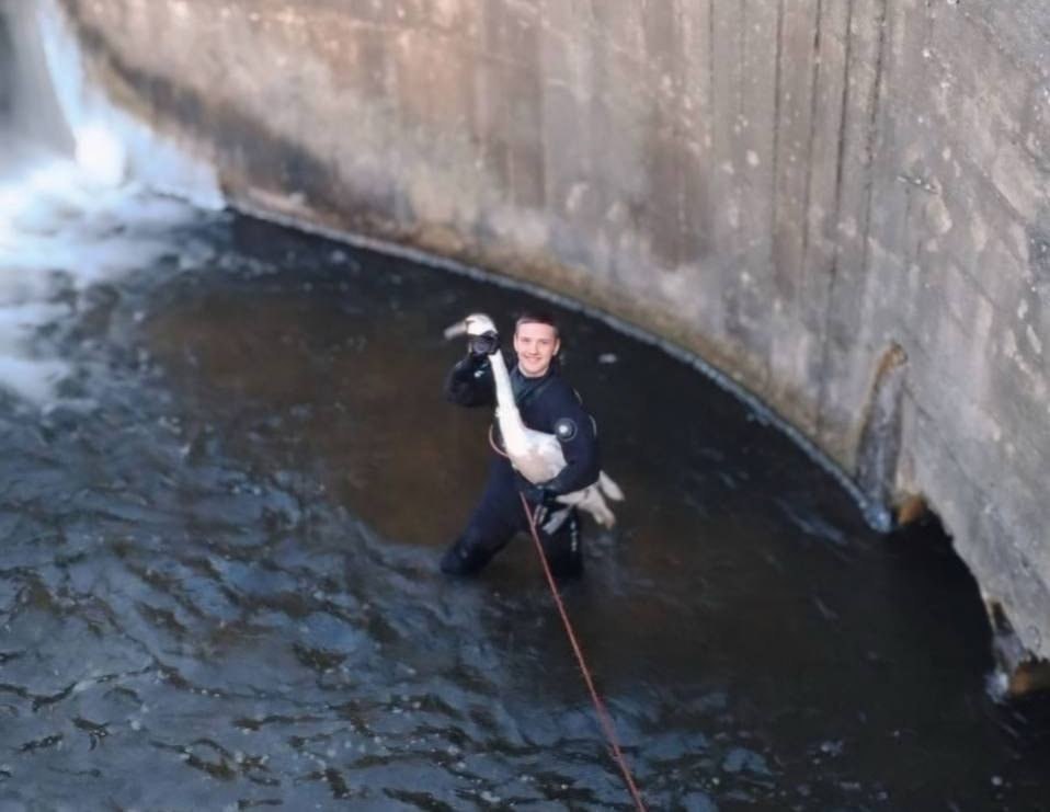 Лидские водолазы спасли лебедя, упавшего в водосброс.  Спасатели продемонстрировали свою готовность помогать не только людям, но и животным, вернув птицу к сородичам в безопасное место. Этот поступок подтверждает, что сострадание не знает границ.