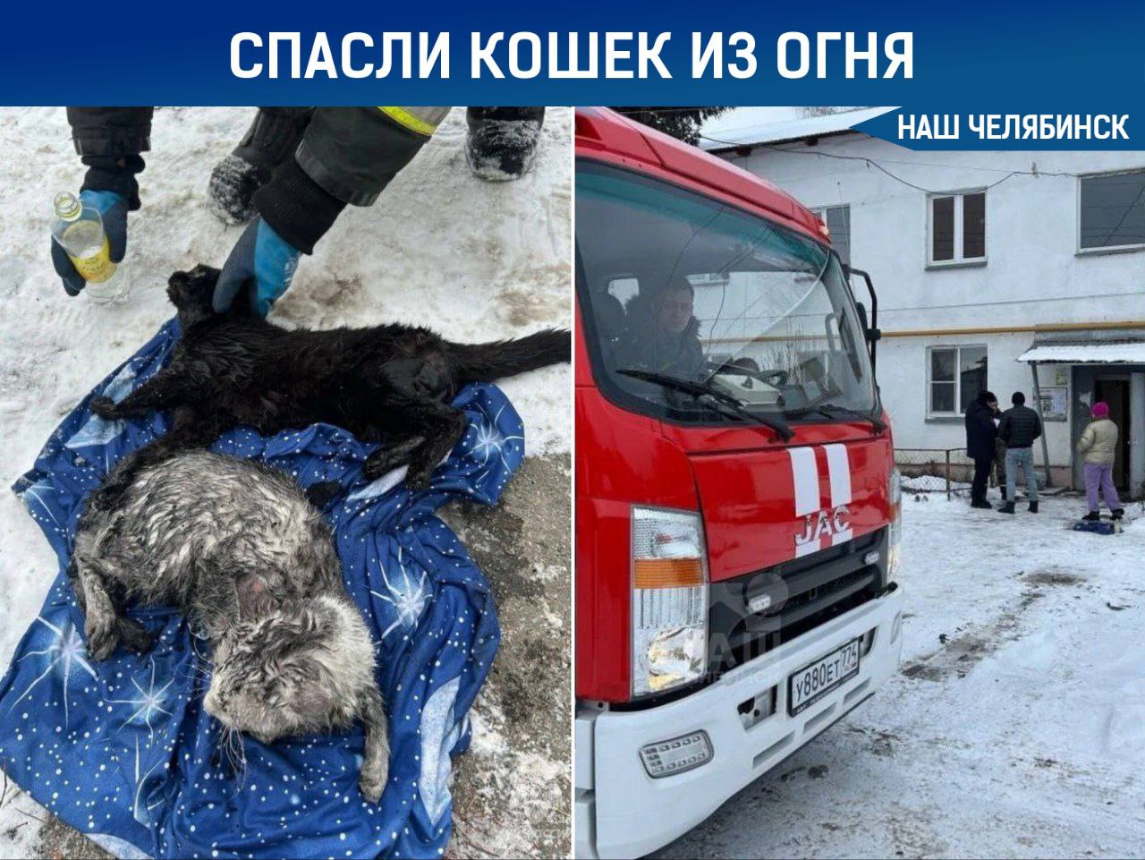 На пожаре под Челябинском спасли двух кошек Возгорание произошло в квартире двухэтажного дома в Малой Сосновке Хозяйка успела вывести на улицу троих детей и вызвать пожарных однако двухлетняя девочка за это время надышалась дымом Ребёнка доставили в больницу При тушении огня пожарные вынесли из задымлённой квартиры двух кошек Животные не пострадали Сейчас причины пожара устанавливаются Наш Челябинск новости без лапши Подпишись
