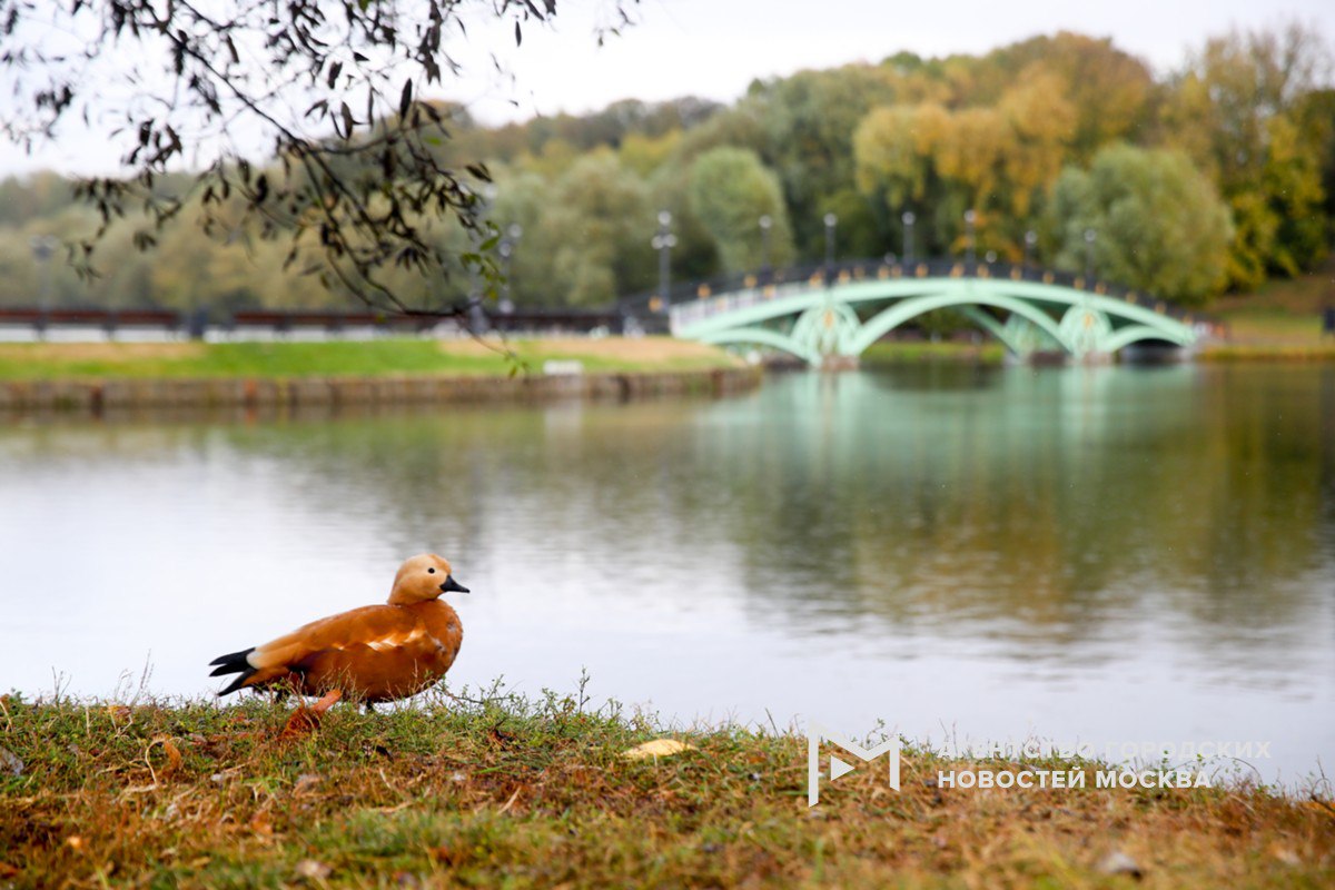 1  2  3  4   Водоплавающие птицы улетят из Москвы зимовать через пару недель рассказал Агентству Москва биолог Павел Глазков Такие птицы как ласточки и стрижи уже улетели Чаще всего мы видим в городах перелетных птиц уток Нужно здесь понимать что в Москве огромная популяция уток прям огромная исчисляется тысячами они остаются на зимовку но часть улетает Полетят если мы говорим про водоплавающих птиц про уток я думаю что где то через неделю две это все зависит от температуры Сейчас резко температура начала снижаться птицы это понимают Ученый отметил что из за очень теплой осени в столице птицы могли задержаться Подпишись на Агентство Москва