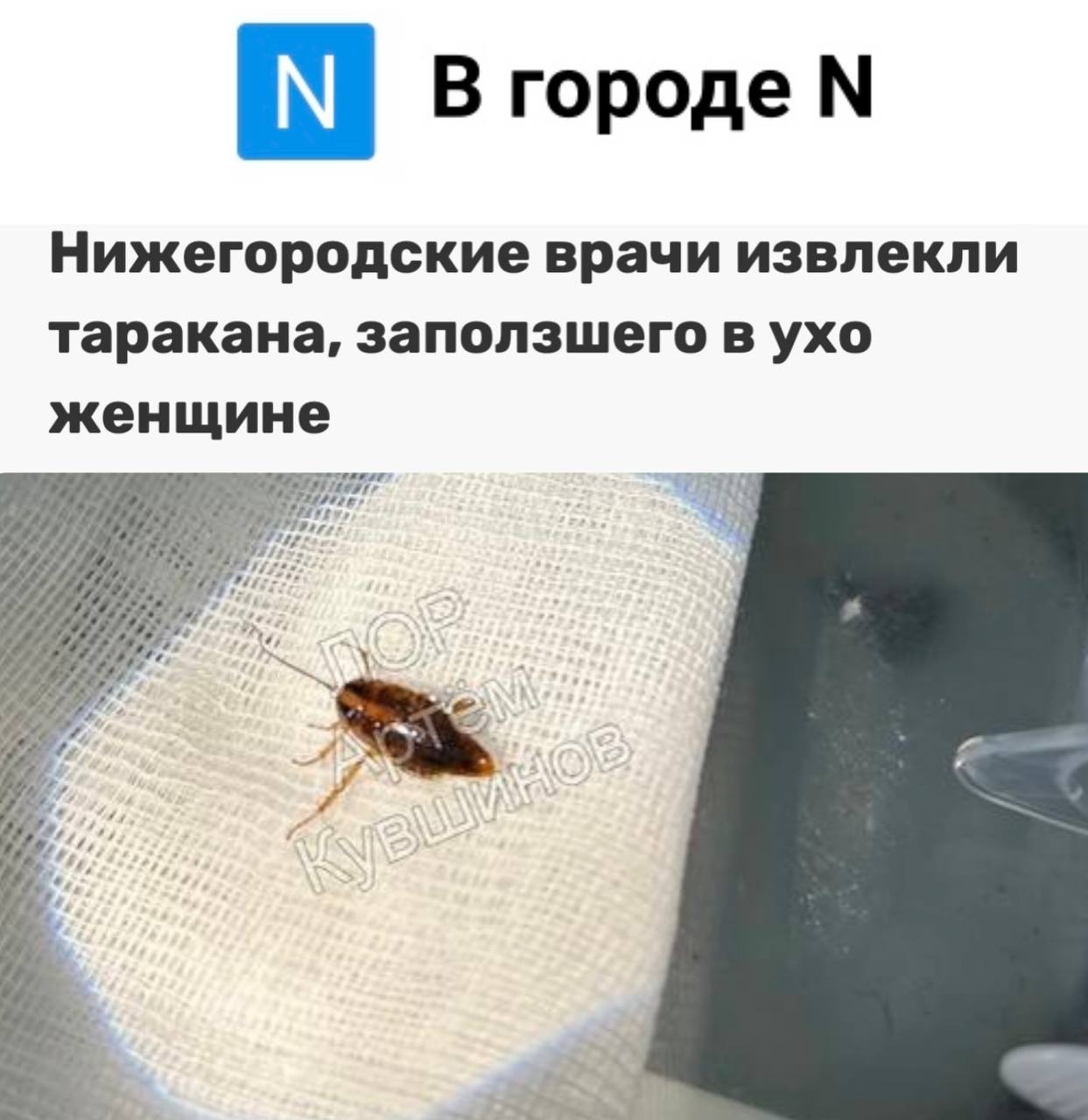 «Нижегородские врачи извлекли таракана, заползшего в ухо женщине»: В мире насекомых опасны не только клещи. «Резкую боль девушка почувствовала ночью, но обратилась к врачам только утром. Она пожаловалась на шумы и чувство шевеления в левом ухе. ЛОРы быстро установили причину. Насекомое было удалено микрохирургическими ушными щипцами. Само извлечение прошло без осложнений».