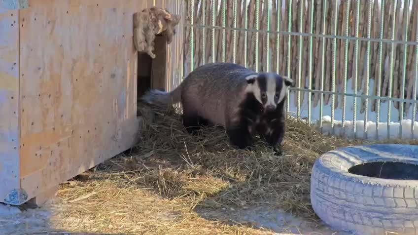 Барсук Самсон из Барнаульского зоопарка проснулся и готовится к Зоо Масленице