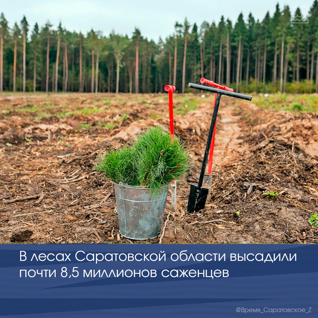 В лесах Саратовской области высадили почти 8,5 миллионов саженцев В рамках весенней кампании работы ведутся на территории 25 лесничеств региона. Высажено 2150 из запланированных 2200 гектаров. Масштабные работы по лесовосстановлению выполнены в шести районах области: Вольский - 516,8 гектаров; Ровенский - 282,7 гектаров; Калининский - 185 гектаров; Екатериновский - 181,8 гектаров; Лысогорский - 165,8 гектаров; Базарно-Карабулакский - 147,3 гектаров. Как сообщил губернатор Роман Бусаргин, в начале года дополнительно выделено 30 миллионов рублей на проведение посадочных мероприятий. Отметим, для посадки используют сеянцы из саратовских питомников. Всего в регионе функционирует двенадцать питомников общей площадью 126 гектаров.