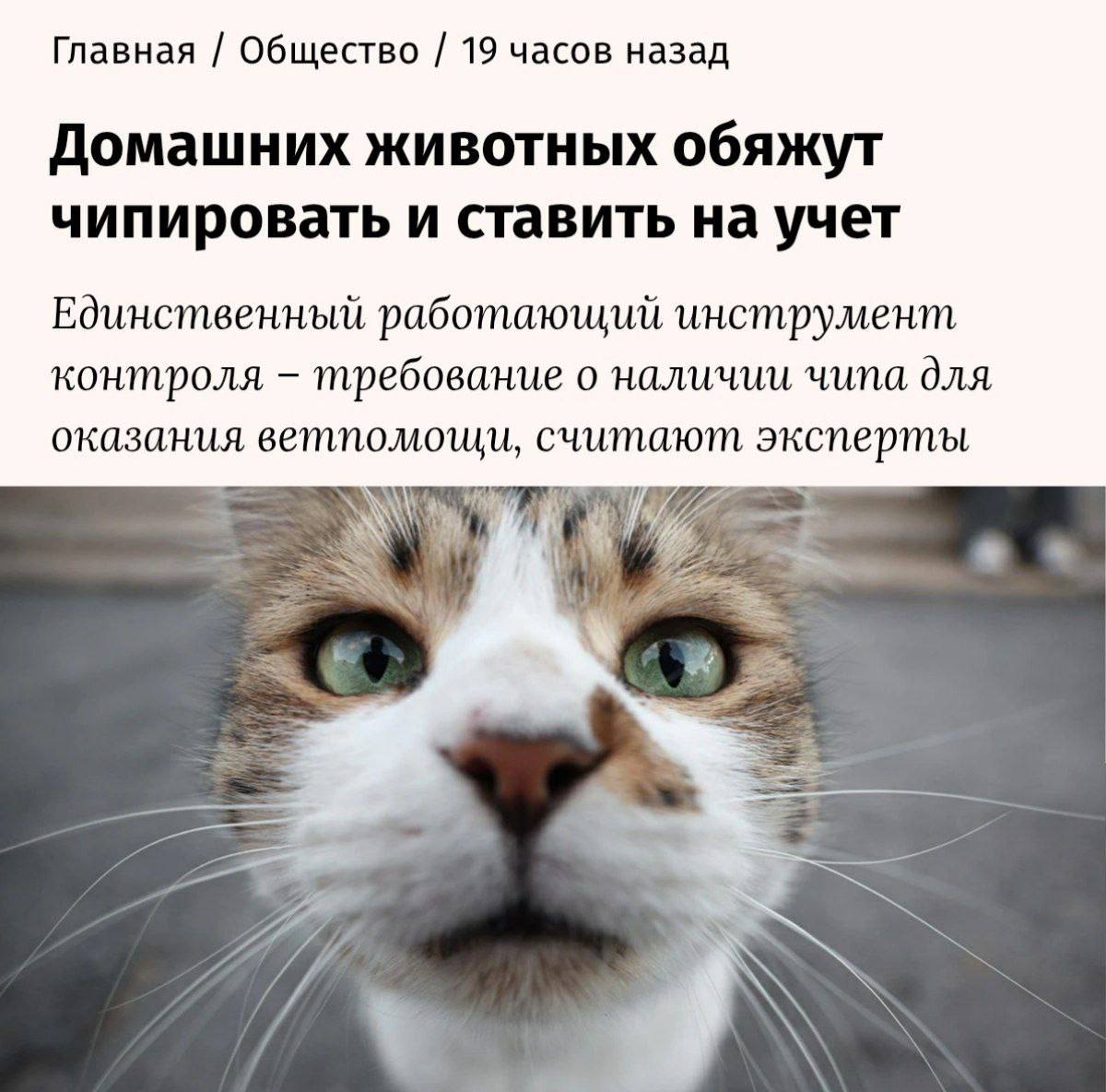 В России могут обязать чипировать и регистрировать домашних животных Кошек собак и других питомцев нужно будет маркировать ошейник бирка или микрочип и внести данные в систему ВетИС Учёт бесплатный маркировка за счёт владельца Рассмотрение законопроекта 20 января возможное вступление 1 сентября 2026 года bisrub