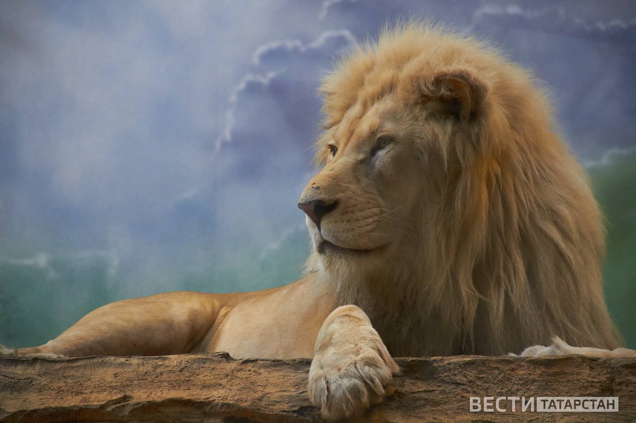 Казанский зооботсад закрывает историческую территорию на зиму С 10 ноября историческая территория Казанского зооботсада будет закрыта на зимний период Об этом сообщили в пресс службе учреждения Такое решение принято в связи с естественным циклом растений и животных большинство растений вступают в состояние покоя а часть животных в том числе медведи и еноты становится менее активной или впадает в спячку Тем не менее посетители смогут продолжить наблюдать за животными в теплом павильоне Река Замбези где обитают экзотические виды Сад работает ежедневно с 8 30 до 17 00 последний проход до 16 00 Подписаться Сообщить новость   Вести Татарстан в MAX