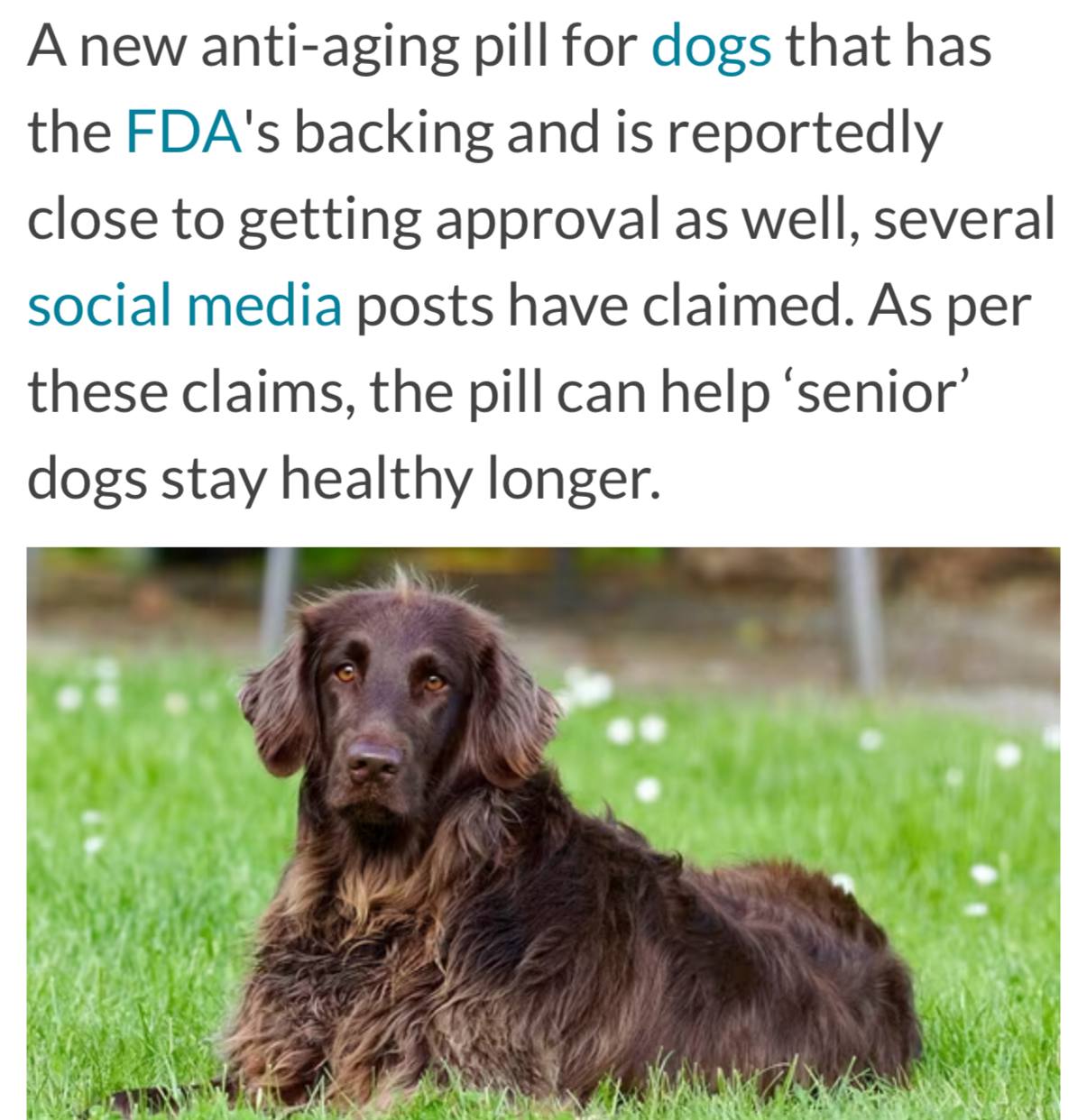 Собакам продлят жизнь в среднем на три года Первый препарат против старения этих домашних животных выйдет уже в 2026 году Он снижает риск возрастных заболеваний у собак и позволяет им жить ощутимо дольше и не страдать от боли и проблем FDA уже одобрило лекарство его будут использовать на породах весом больше 6 кг и старше 10 лет Лекарство будет стоить меньше 8000 рублей за месячный курс banki oil