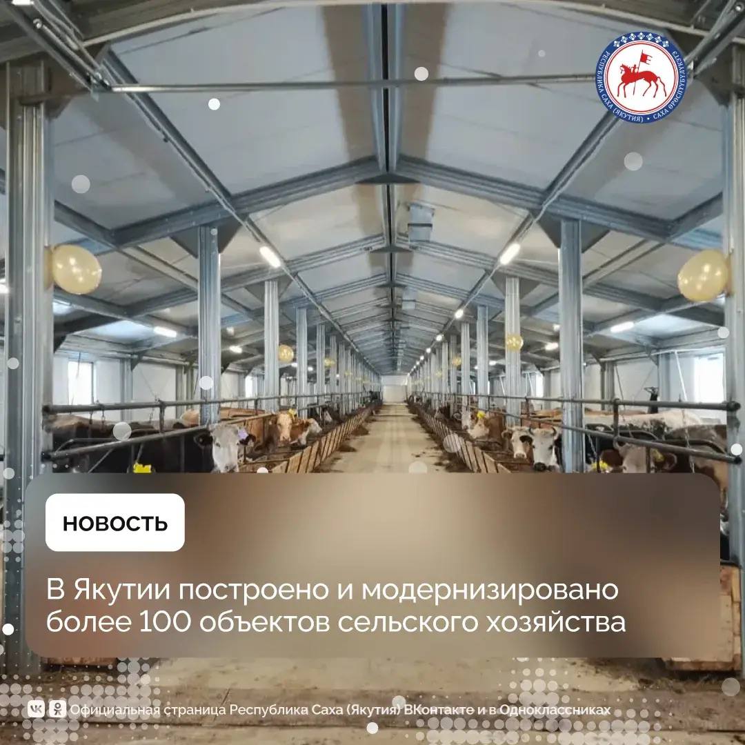 В Якутии в 2025 году введено и модернизировано свыше 60 сельскохозяйственных объектов 53 из них построены в рамках расширения полномочий органов местного самоуправления Возведены животноводческие комплексы и летники от 25 до 100 голов конебазы маслоцеха Среди них маслоцех мощностью 5 тонн СППК Абагаагро Амгинского района животноводческие комплексы на 100 голов СХПК Дьулуур Олекминского района ПК Бетюнг Вилюйского улуса и другие Построены и крупные объекты В селе Ой Хангаласского улуса открыт круглогодичный тепличный комплекс на одну тысячу квадратных метров первый промышленного масштаба в районах республики У крестьянского хозяйства Котрус в пригородном селе Маган появилось современное картофелехранилище на 500 тонн В числе прочих крупных объектов коневодческая база казенного предприятия Якутский скот в селе Малыкай Нюрбинского района животноводческие комплексы на 120 голов ООО Кладовая Олекмы Олекминского района и СХПК Алгыс Верхоянского зерносклад на одну тысячу тонн в селе Соморсун Амгинского улуса В Нюрбинском улусе построена силосная траншея мощностью 300 тонн В Горном Нюрбинском Оймяконском Олекминском улусах возведены сенохранилища общим объемом 600 тонн ПравительствоЯкутии