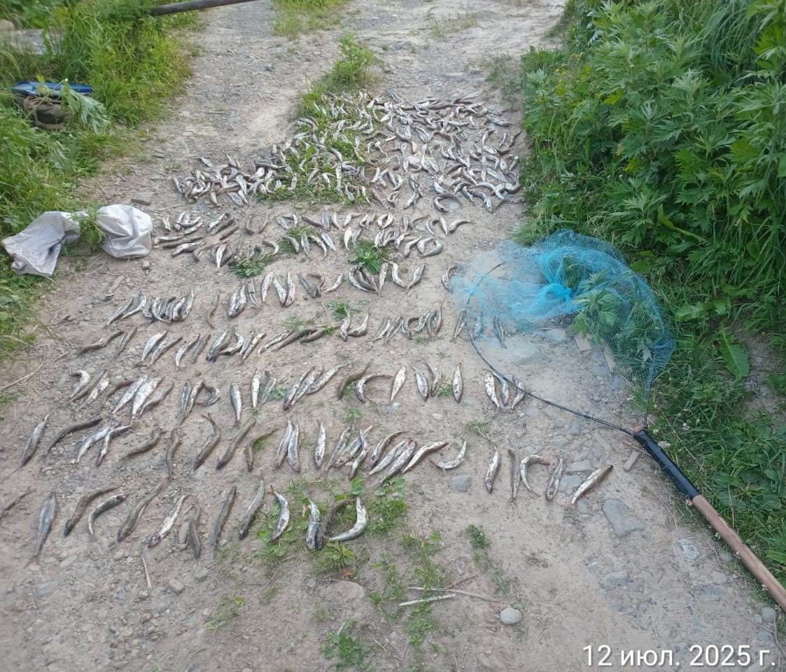 Браконьеров на Сахалине ловят с уловом и машинами: изъято уже 10 авто С 7 по 13 июля инспекторы СКТУ Росрыболовства провели 76 рейдов на водоёмах Сахалина — выявили 100 нарушений, изъяли 73 сети, 55 кг незаконного улова и составили 56 протоколов. За неделю штрафов начислили на 110 000 рублей, а с начала года — на 1,5 млн. Кроме того, у браконьеров забрали 10 транспортных средств и более 900 незаконных снастей. Стали свидетелем браконьерства? Сообщите: +7 958-887-38-31 Telegram, круглосуточно +7 4242 235-281 пн–пт, 9:00–18:00 Источник: Сахалино-Курильское ТУ Росрыболовства / Telegram #Местное Прислать новость