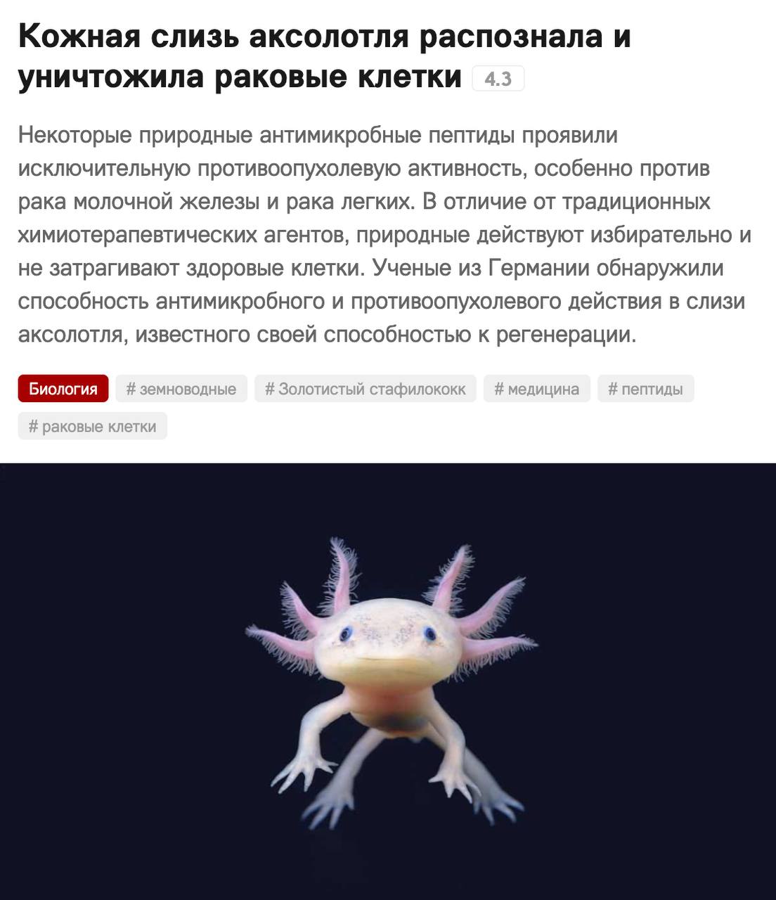 Аксолотли победили рак — кожная слизь самых милых в мире земноводных уничтожает раковые клетки, выяснили немецкие учёные. Они собрали с аксолотлей антимикробные пептиды и протестировали их в лаборатории. В отличие от химиотерапии, они не затронули здоровые клетки и точечно уничтожили опухоли рака молочной железы и рака легких на 100%. Теперь учёные планируют расширить испытания, чтобы в будущем сделать лекарство для людей! Самый милый прорыв в лечении рака.