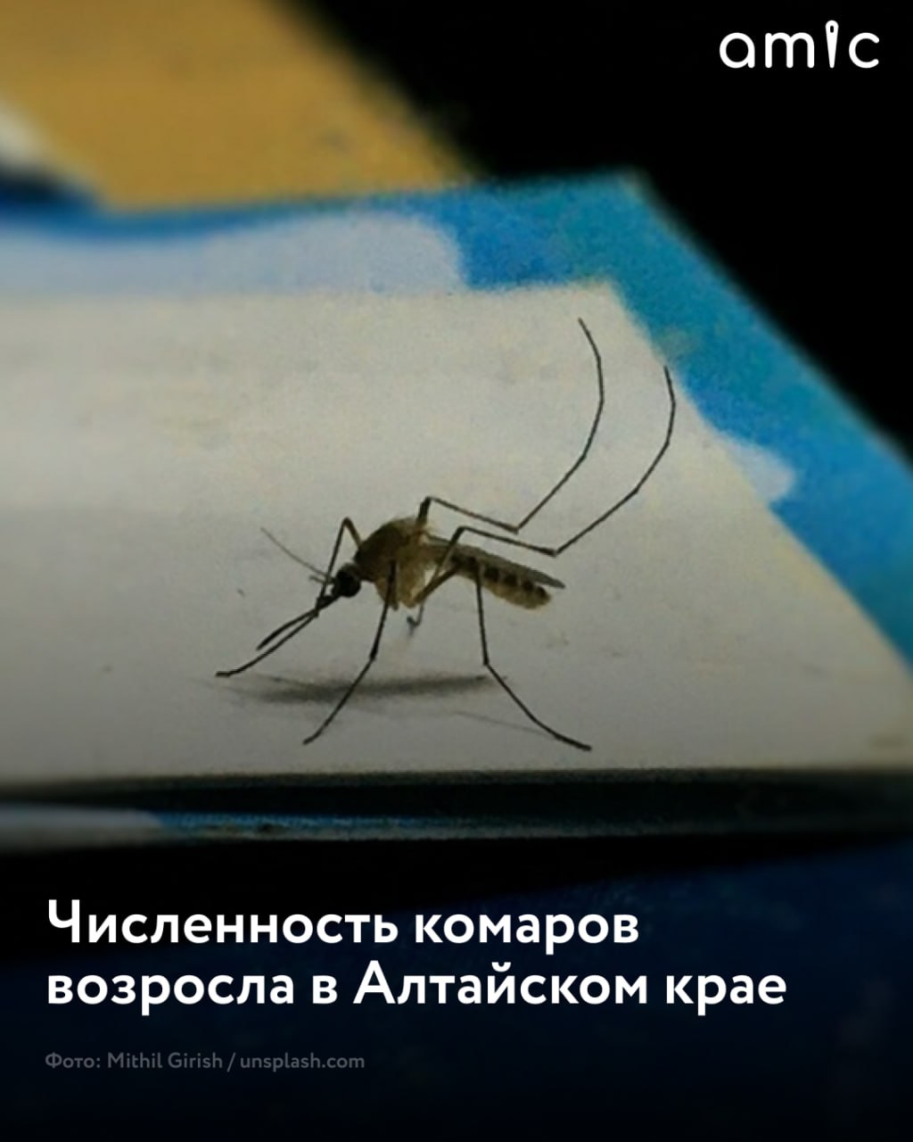 Численность комаров увеличилась в Алтайском крае Во второй декаде июня в регионе сложились благоприятные условия для размножения этих насекомых: дожди, высокая трава, водоемы и влажная почва, сообщили в региональном управлении Роспотребнадзора. "При проведении мониторинговых учетов энтомологами на контрольных водоемах и точках учета установлена высокая среднемесячная численность комаров", — указали в ведомстве. На 19 июня в крае обработали более 200 га территорий парков, скверов и других зон отдыха. Но эффект временный, поэтому важна и индивидуальная защита.