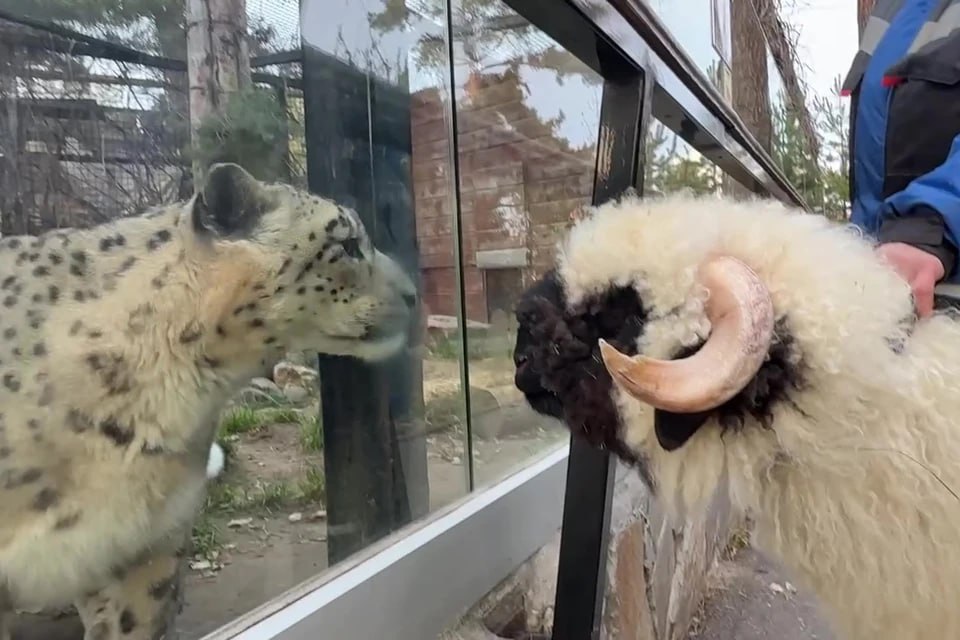 В Челябинском зоопарке появился новый питомец Это валлийский баран Велес Представителей валлийской породы часто называют самыми милыми овцами У них мохнатые черные мордочки но большая часть шерсти при этом белая Рога растут как у овец так и у баранов А еще валлийцы очень неприхотливы и отлично приспособлены к холодной и ветреной погоде Велесу семь месяцев и он с успехом прошел все обязательные карантинные мероприятия после переезда рассказали в пресс службе Челябинского зоопарка Подтвердившего свое здоровье барашка познакомили с другими питомцами и подселили в вольер к альпака Альпака впрочем проявили нежную натуру и от попыток Велеса познакомиться преимущественно убегали на своих длинных ногах Зато баран заинтересовал соседей по вольеру верблюдов Они подошли и с интересом обнюхали нового жильца   Подписаться на chelkp