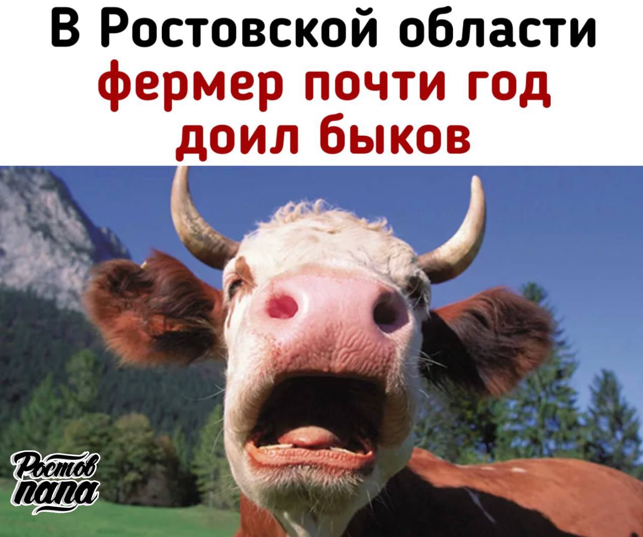В Ростовской области фермер почти год "доил" быков! С сентября 2024 года по апрель 2025 года на хозяйство было оформлено ветеринарные документы на 5,7 тонн коровьего молока. При этом хозяйство владело 44 быками и не содержало ни одной коровы, что вызвало большие вопросы к происхождению молока! Информация о выявленных нарушениях передана в управление ветеринарии Ростовской области. Хозяйству выдано предписание об устранении нарушений Аргументы и Факты Новости №1 в Ростове Прислать новость/фото