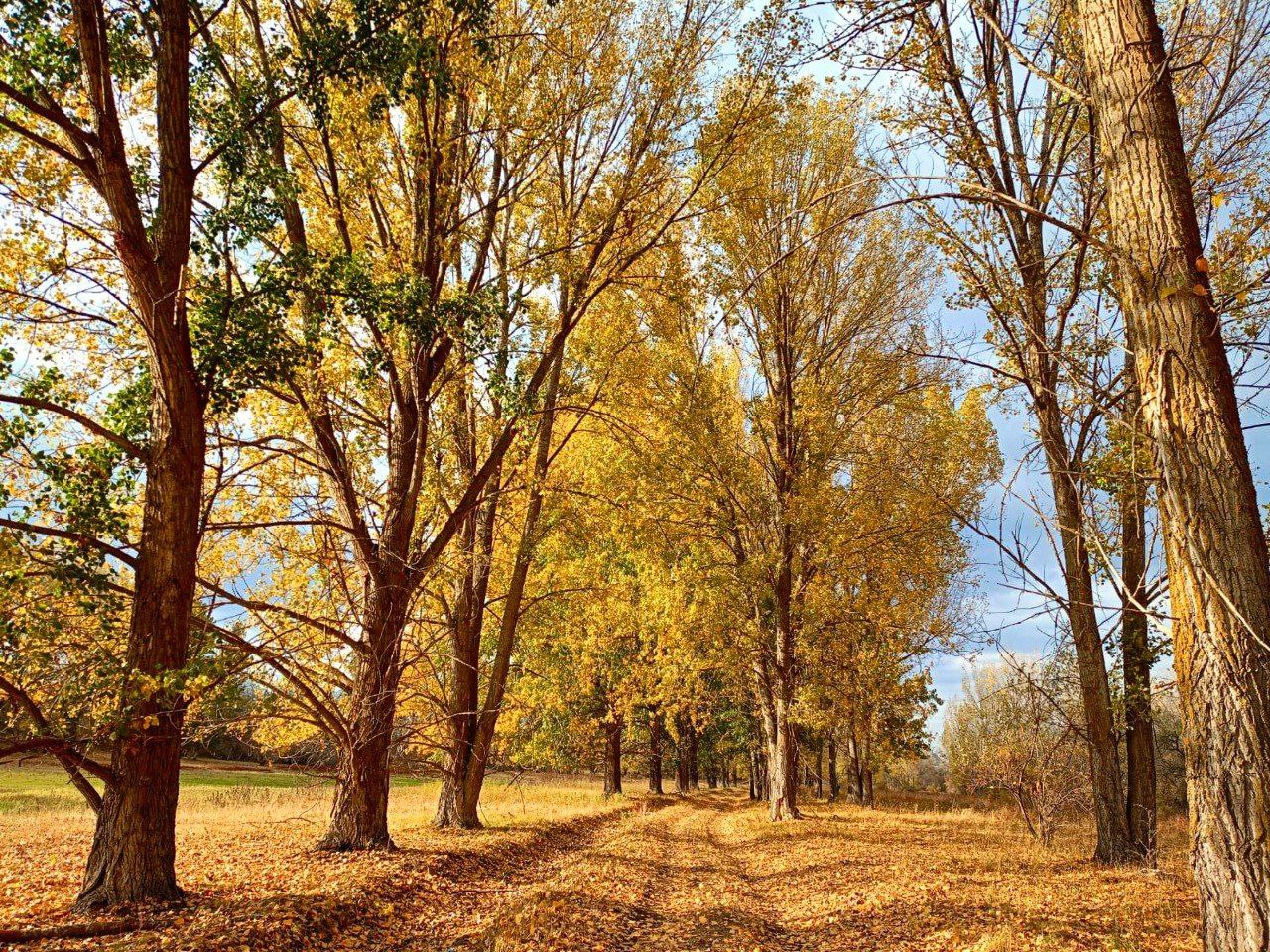 В лесном фонде Астраханской области завершается пожароопасный сезон В лесном фонде на территории региона 1 ноября завершится пожароопасный сезон Данное решение принято службой природопользования и охраны окружающей среды Астраханской области на основании гидрометеорологической обстановки и снижения класса пожарной опасности по погодным условиям В этом году пожароопасный сезон на территории лесного фонда региона был объявлен с 10 марта За это время проведено более 2000 рейдов по результатам которых выявлено 177 нарушений в области лесного законодательства в том числе 20 нарушений правил пожарной безопасности в лесах Патрулирование осуществлялось по 665 маршрутам общей протяженностью около 5 тысяч км Полный текст доступен по ссылке