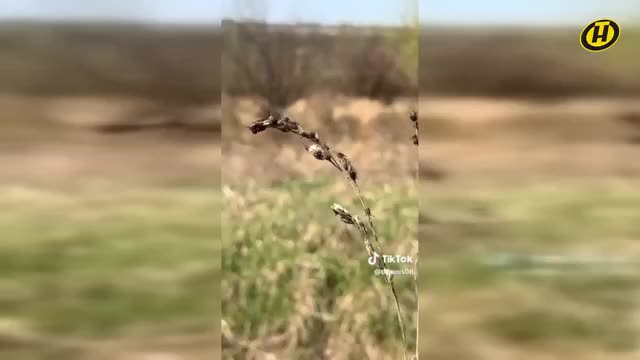 Рост случаев укусов клещей в Тульской области и Воронеже