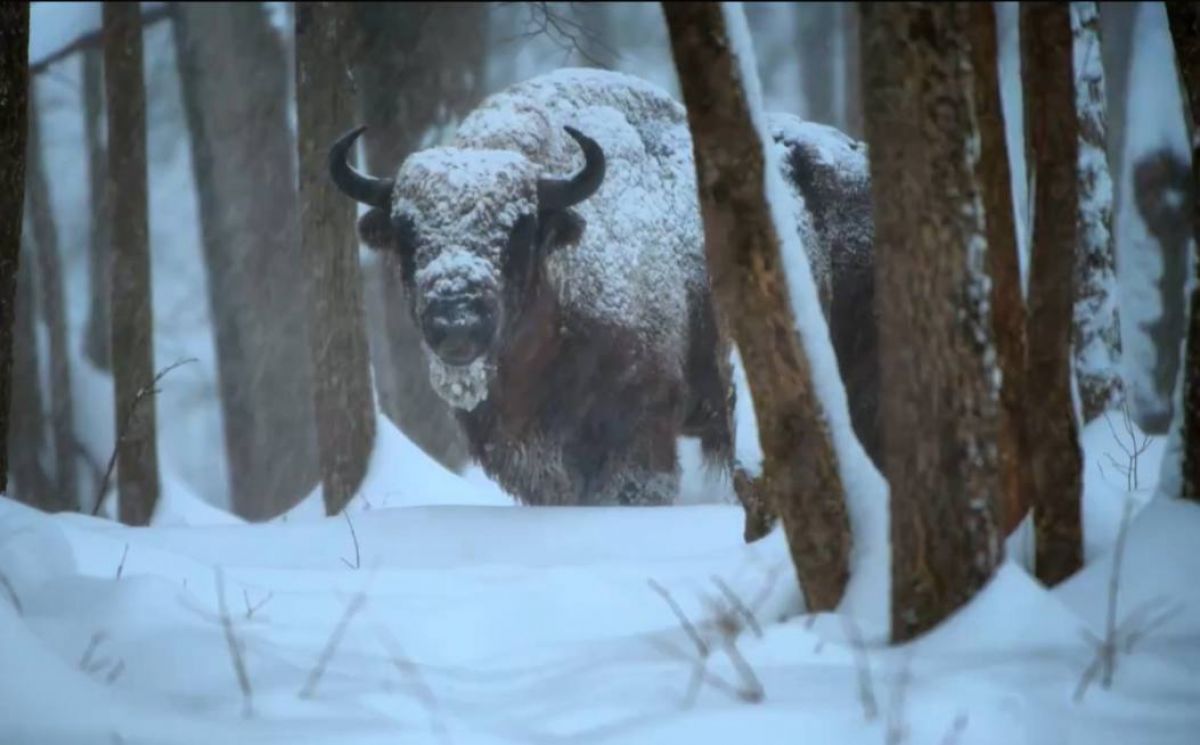 Красивого заснеженного зубра сняли в калужском заповеднике   kaluganews ru fn 1788740 html В заповеднике Калужские засеки фотоловушка сняла зубра спокойно стоящего под снегопадом демонстрируя приспособленность к суровым зимним условиям   Прислать новость Подписаться