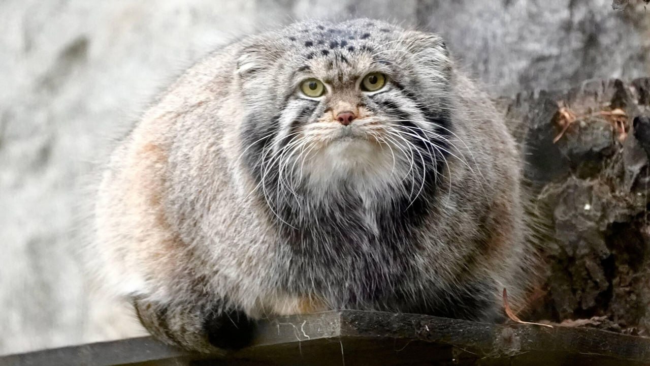 Слово зажировка официально попало в словарный запас русского языка Этот термин популяризовали сотрудники Московского зоопарка используя его для описания осеннего набора веса у манула Тимофея Зажировка описывает важный биологический процесс создание у животных жирового запаса необходимого для выживания в холодное время года во время спячки или при длительном дефиците пищи Мы рады что профессиональный термин который мы используем в работе не только прижился в народе но и получил официальное признание лингвистов Это наглядный пример того как живой язык реагирует на события вокруг и обогащается благодаря им заявила генеральный директор зоопарка Светлана Акулова Главное здесь Подписывайтесь