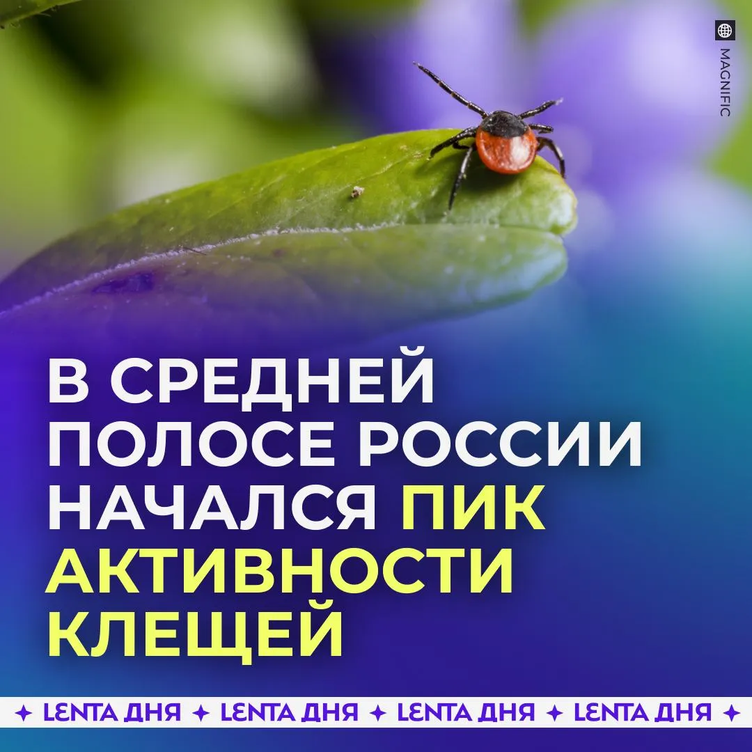 В части России начался пик активности клещей Максимальная активность клещей приходится на период когда снег полностью оттаивает и подсыхает В средней полосе России пик приходится на майские праздники потому жителям этой части страны следует быть осторожнее предупреждают учёные Подпишись на Ленту дня в МАКС