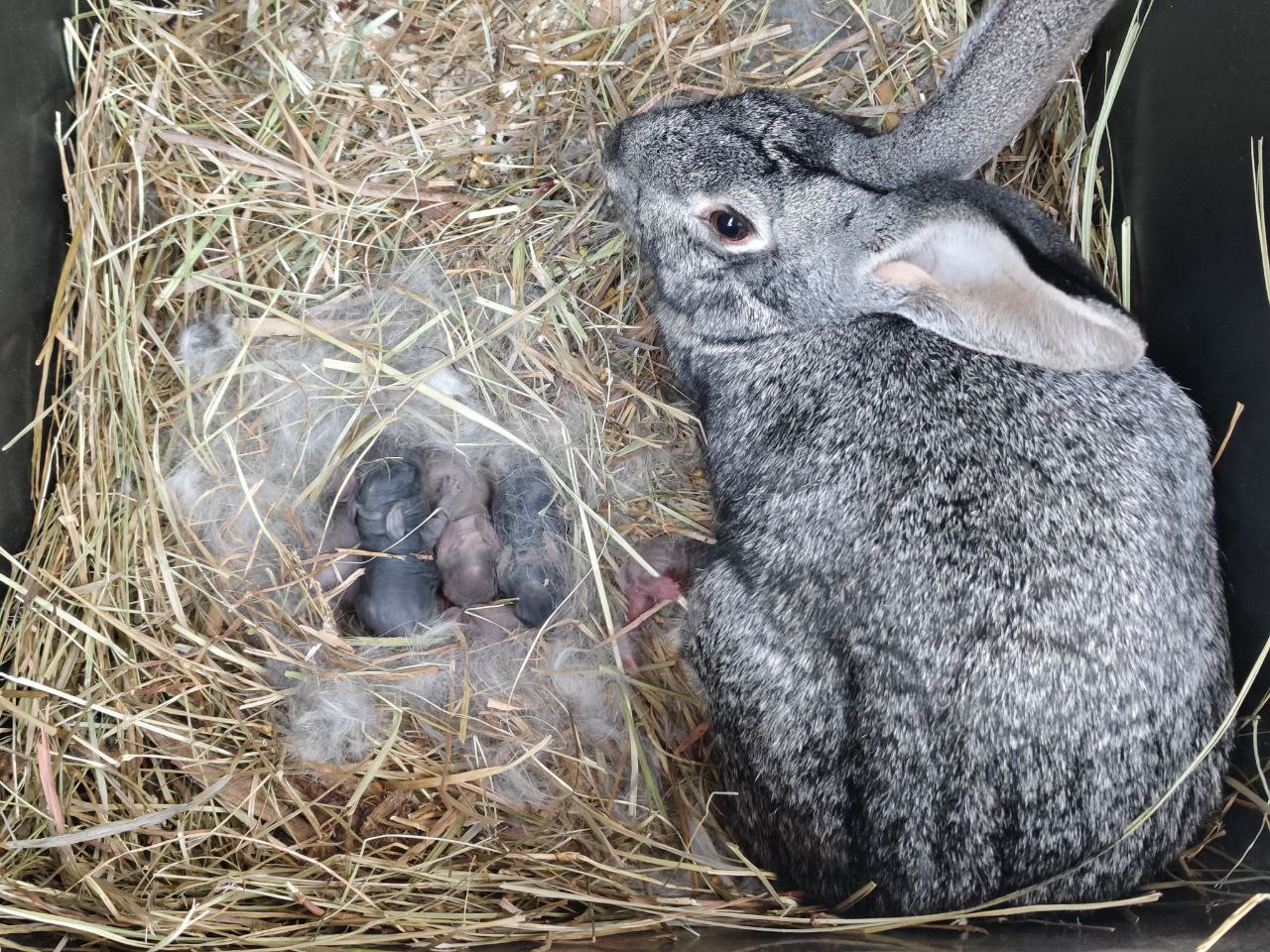 В Альпаково ЦПКиО впервые родились крольчата В деревне дружелюбных животных Альпаково в Центральном парке Волгограда появилось первое потомство В кроличьем семействе родились семь малышей Это произошло вечером 14 декабря За будущей матерью заранее наблюдали сотрудники парка Крольчиху перевели в отдельный вольер Там ей обеспечили воду сено и тепло Сейчас крольчата находятся вместе с матерью и остаются отдельно от других животных Семья пробудет в отдельном вольере до перехода на твердую пищу За состоянием малышей следят зоологи и ветеринары парка Осмотры проводятся регулярно После полного укрепления крольчат выпустят в общий вольер в MAX