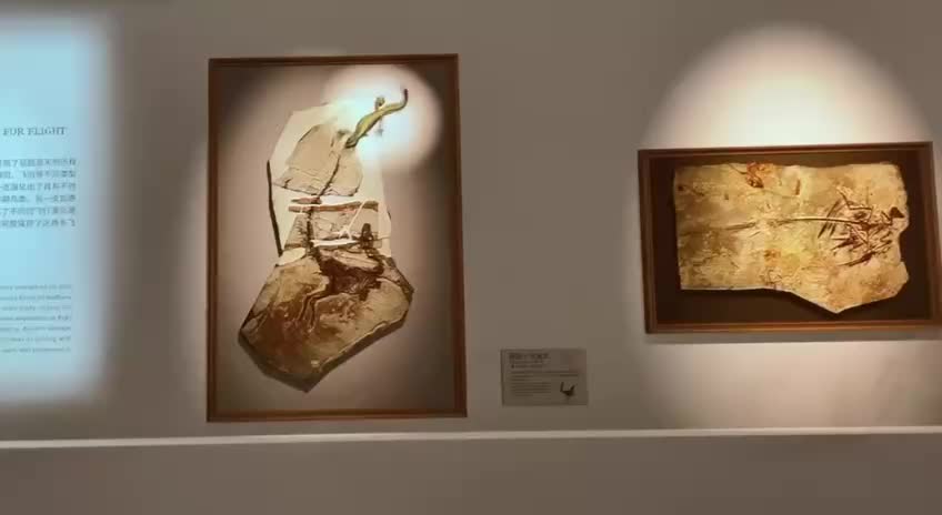 В Шанхае открылась выставка с реалистичными 3D динозаврами