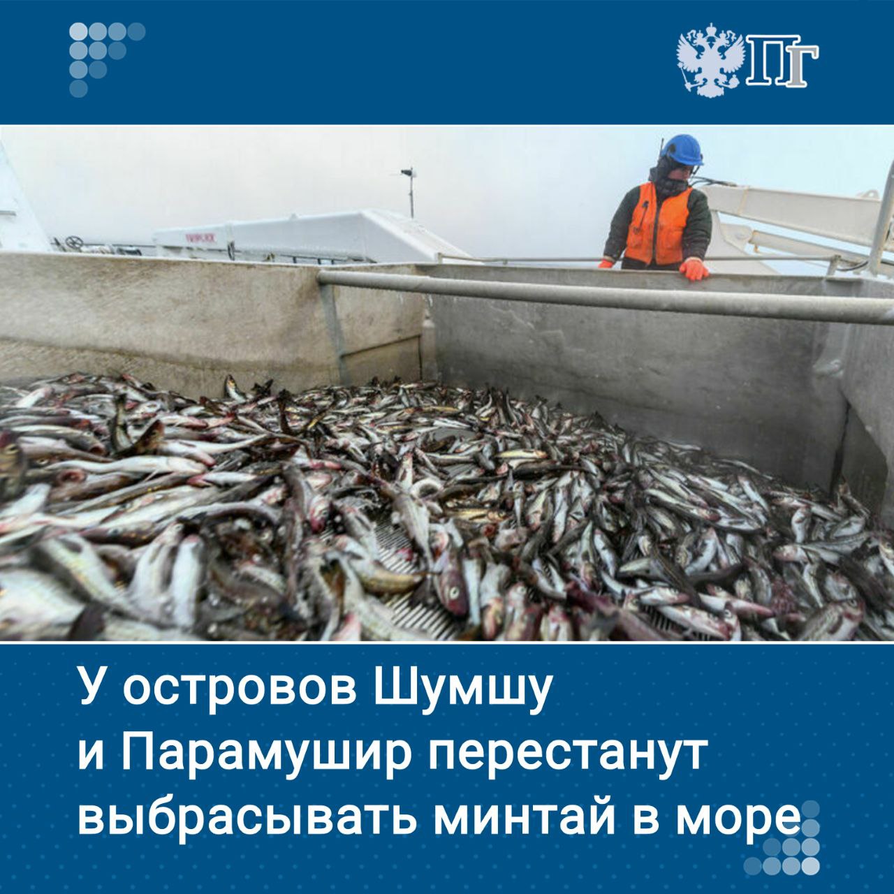 Минсельхоз предлагает не выпускать в море минтай попавшийся дальневосточным рыбакам при ловле лососей ставными неводами Дело в том что выпущенная из таких ловушек рыбка почти в ста процентах случаев погибает Предложение ведомства направлено на рациональное использование запасов считают в Ассоциации производственных и торговых предприятий рыбного рынка Так в прибрежных магазинах может появиться больше охлажденного минтая Что еще изменится на рыбных прилавках узнала Парламентская газета Подписаться на Парламентскую газету