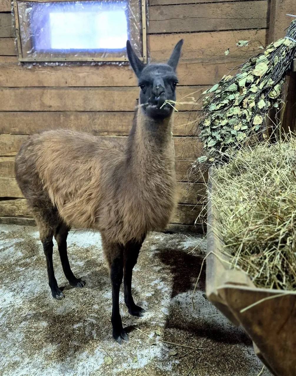 Потрясающие новости В зоосаде Приамурский имени Сысоева поселилась лама Экзотическое животное прибыло в зоосад на постоянное место жительства из зоологического центра Питон Переезд прошел в штатном режиме животное перенесло дорогу без осложнений лама быстро освоилась в новой местности и уже проявляет хороший аппетит Пушистой красавице всего полгода она родилась 1 июня 2025 года Чтобы животное было здорово и полно сил специалисты составили сбалансированное меню В него включены зерновые смеси отруби и свежие овощи высококачественное сено минеральная подкормка Сейчас лама находится на адаптационном периоде карантине Специалисты внимательно следят за ее состоянием При благоприятном прохождении адаптации уже через месяц посетители зоосада смогут увидеть ламу на прогулке