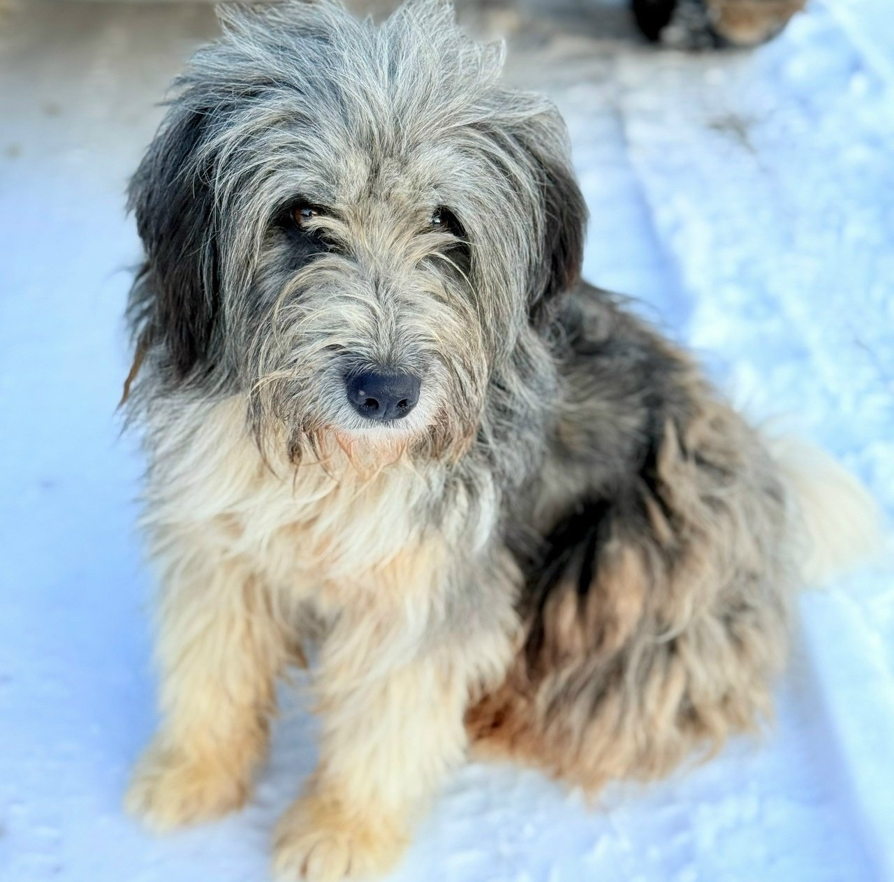 Полицейские проверят информацию о живодере который зарезал собаку в Псковской области ОМВД России Порховский проводит проверку по факту сообщений в соцсетях о том что в поселке Полоное Порховского района неизвестный зарезал бездомную собаку передает ПАИ В минувшие выходные в соцсетях появилось сообщение о том что в подъезде одного из домов в поселке Полоное Порховского района неизвестный живодер зарезал всеобщего любимца пса по кличке Серый Честное слово он просто бегал по своим делам и вилял хвостом Сегодня не стало нашего Серого его забрали в приют Добрый Оттуда сообщили страшную весть его несколько раз пырнули ножом Он умер на операционном столе написал местный житель в группе Подслушано в Порхове в соцсети ВКонтакте Собака по словам порховичей была местным любимчиком добрейшим и безобидным псом Фото соцсети