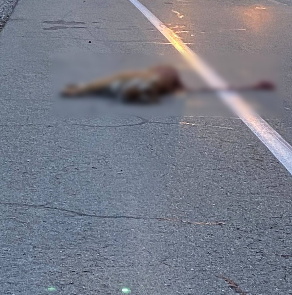 Амурского тигра сбили на трассе в Приморье, полиция и охотнадзор проводят проверки.  Гендиректор центра "Амурский тигр" Сергей Арамилев сообщил РИА Новости, что погибший тигр – молодая самка, смерть наступила мгновенно.  На кадрах из соцсетей можно увидеть лежащего на автодороге краснокнижного хищника.     / Все наши каналы
