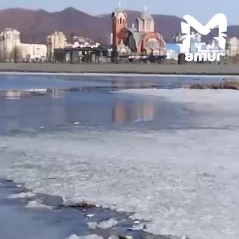 Массовая гибель рыбы на озере Соленое в Находке вызывает беспокойство