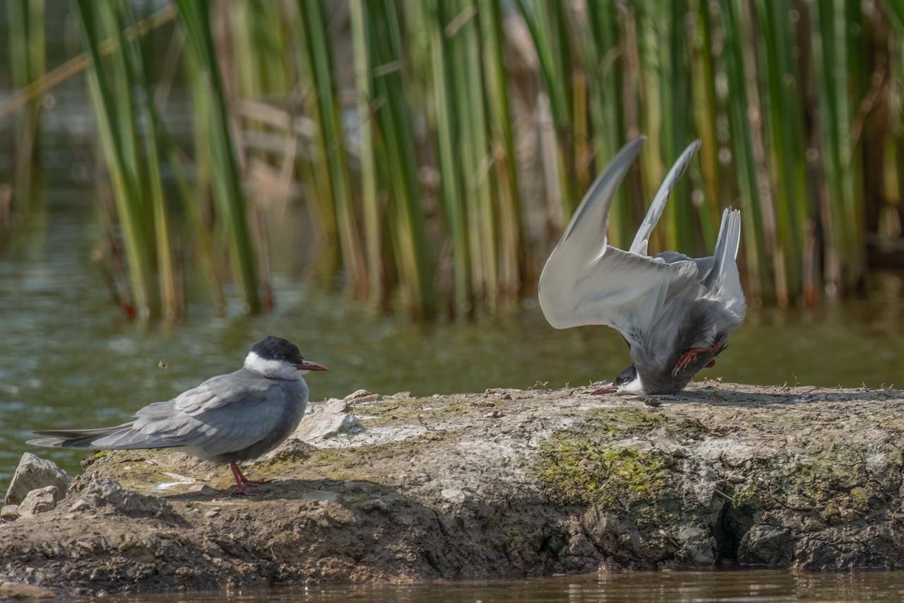 Объявлены финалисты конкурса фотографий дикой природы Comedy Wildlife Photography Awards.  Жюри отдали главный приз итальянцу. Милко Маркетти заснял застрявшую в дупле белку.